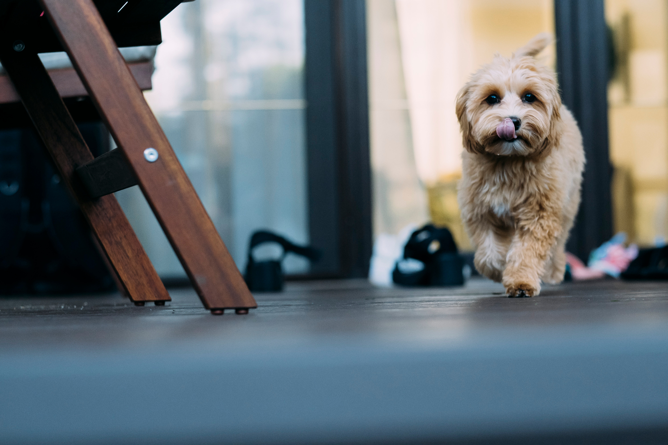 Фотосессия Дня Рождения Софийки. Сімейний і портретний фотограф у Києві Проценко Алла