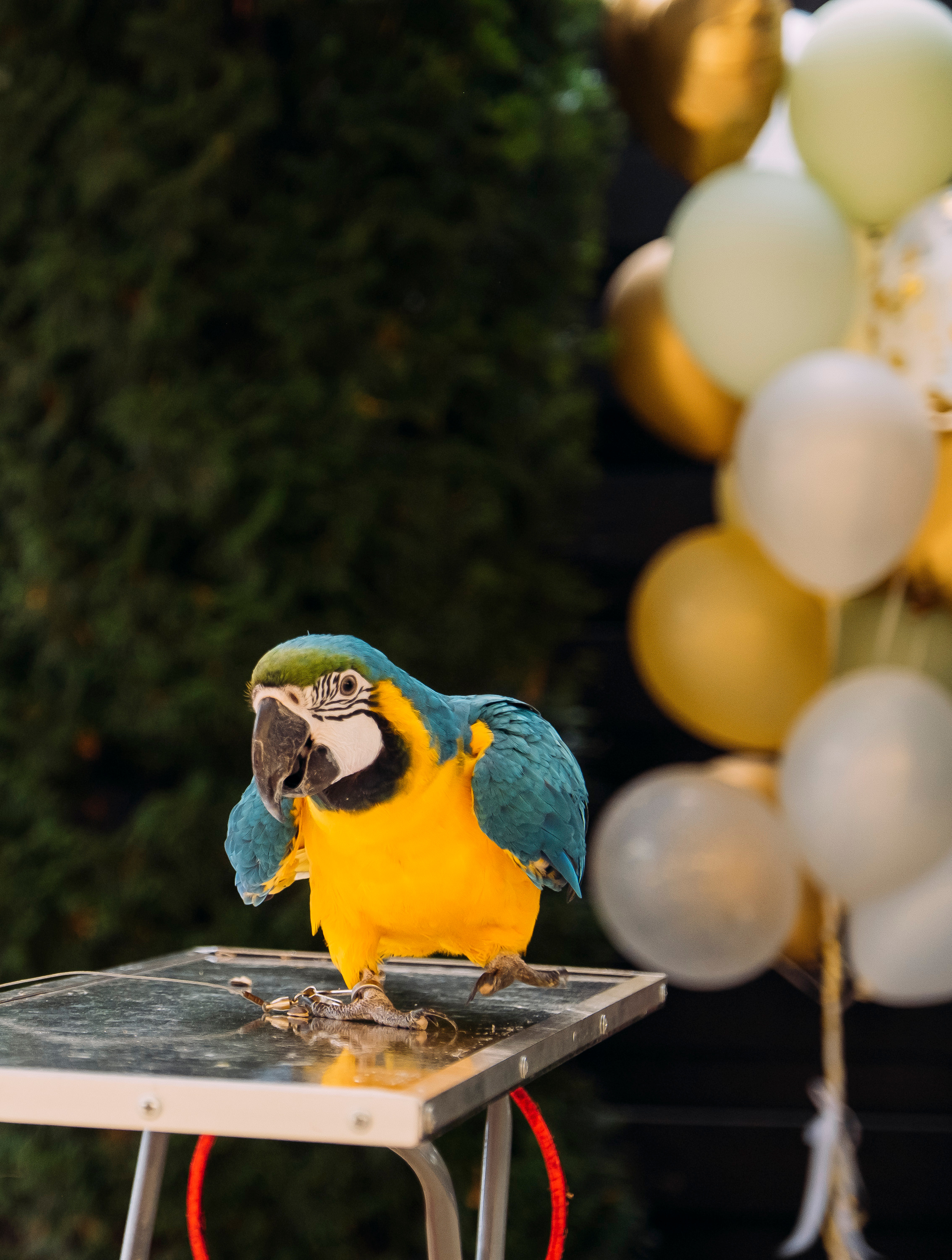 Фотосессия Дня Рождения Софийки. Сімейний і портретний фотограф у Києві Проценко Алла