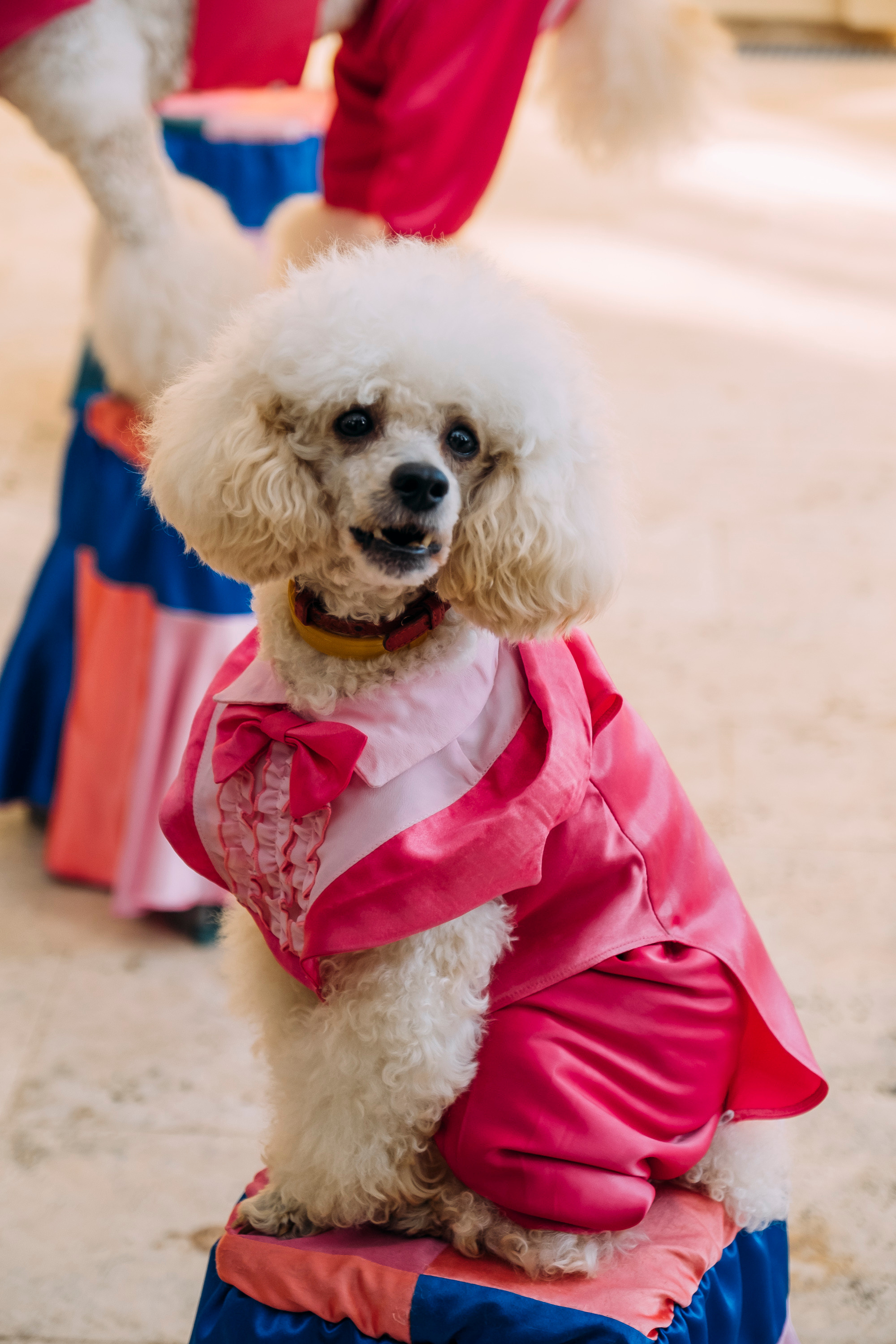 Фотосессия Дня Рождения Софийки. Сімейний і портретний фотограф у Києві Проценко Алла