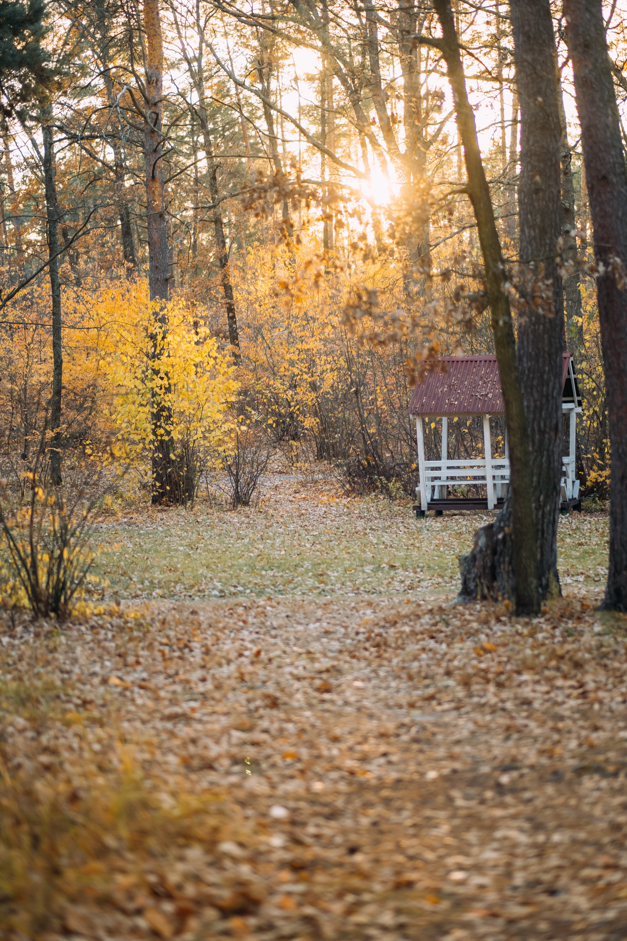 Теплые осенние поцелуи. Сімейний і портретний фотограф у Києві Проценко Алла