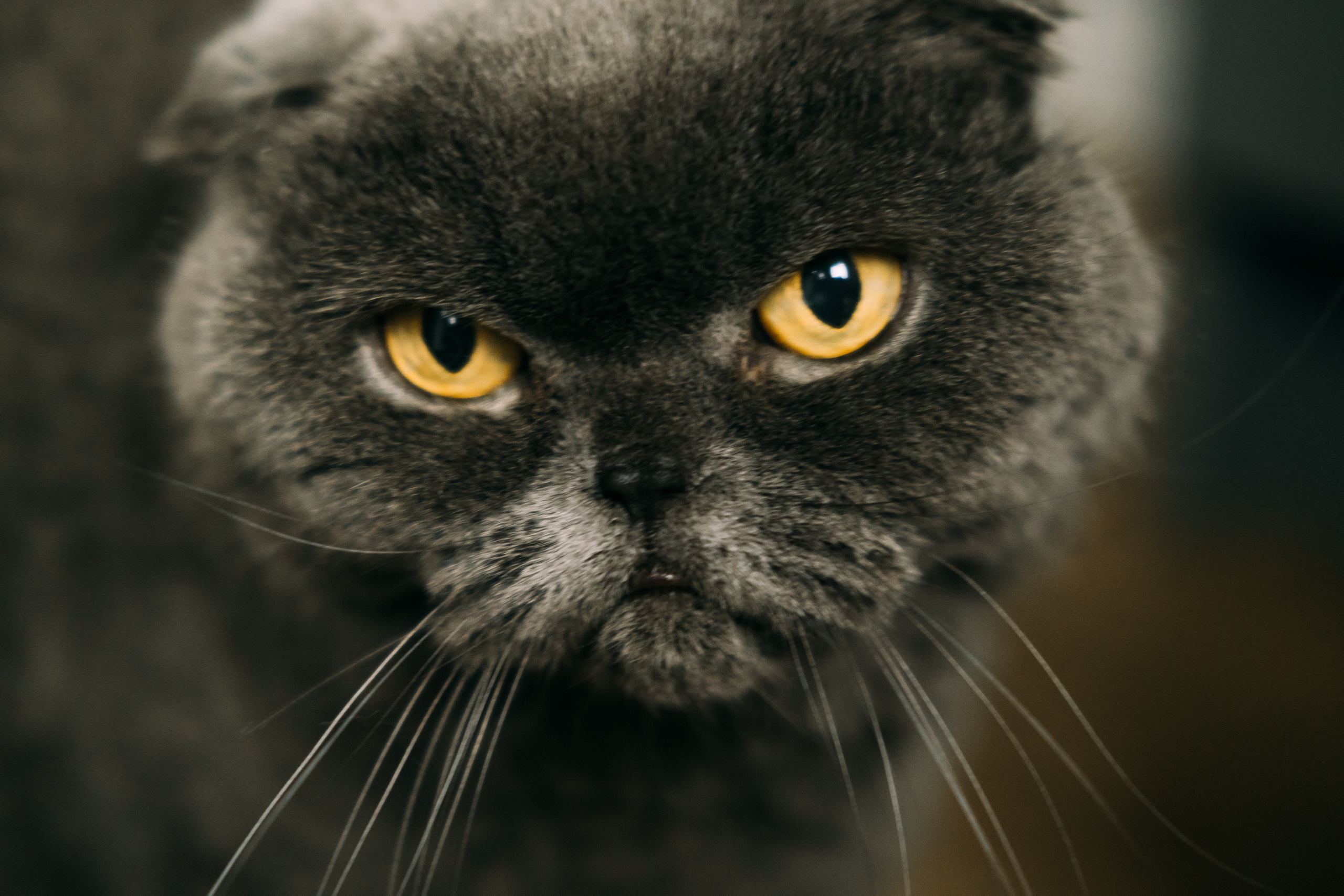 Hello, little!. Сімейний і портретний фотограф у Києві Проценко Алла