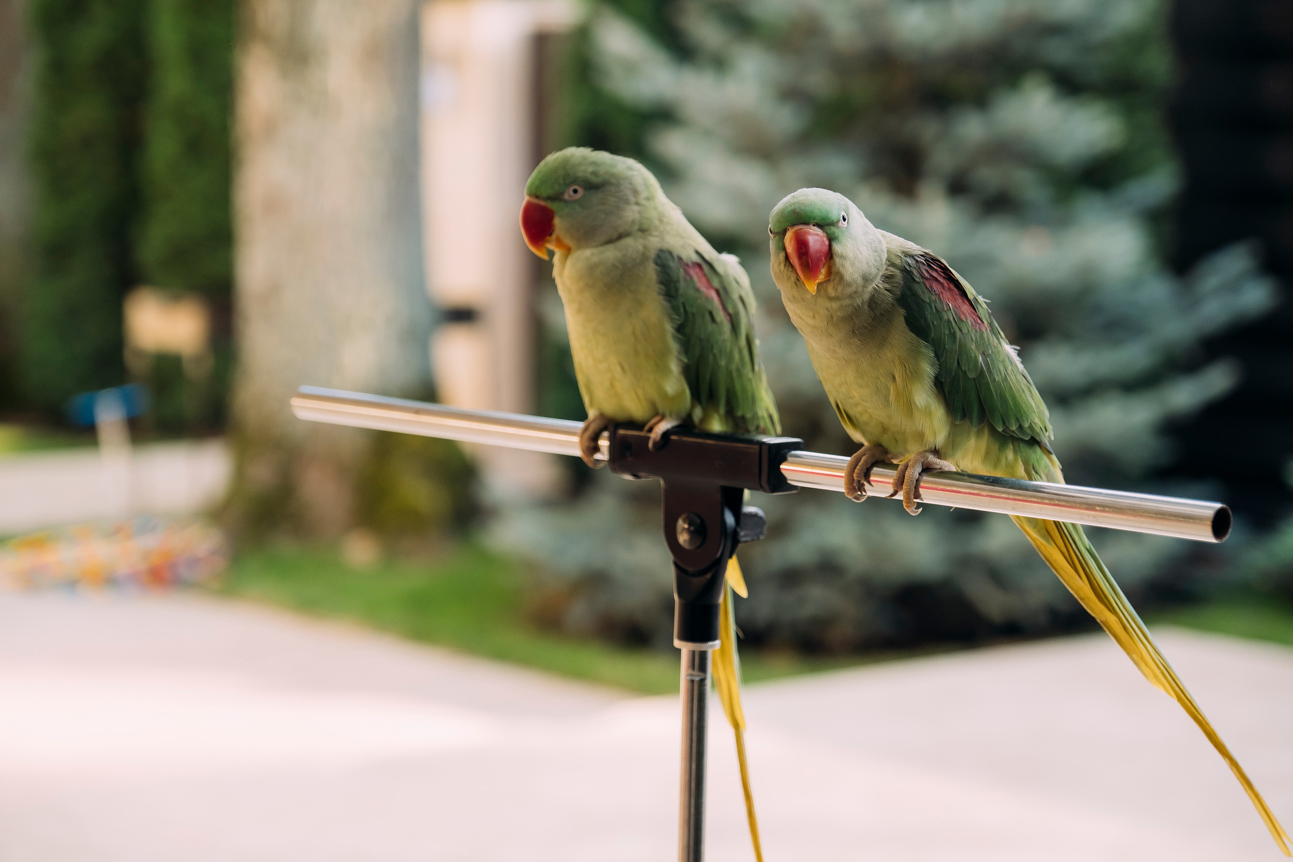 Фотосессия Дня Рождения Софийки. Сімейний і портретний фотограф у Києві Проценко Алла