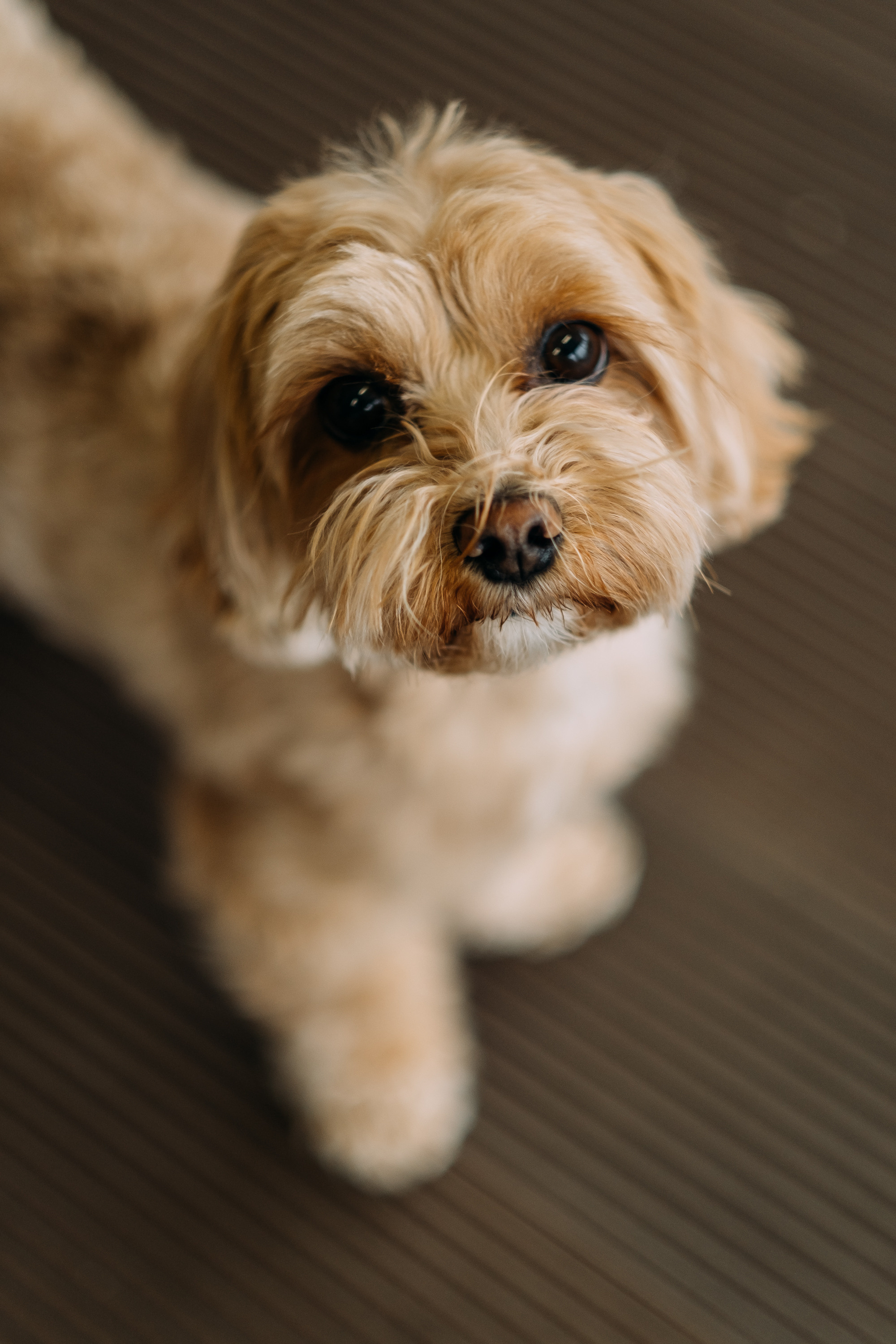 Home Sweet Home. Сімейний і портретний фотограф у Києві Проценко Алла