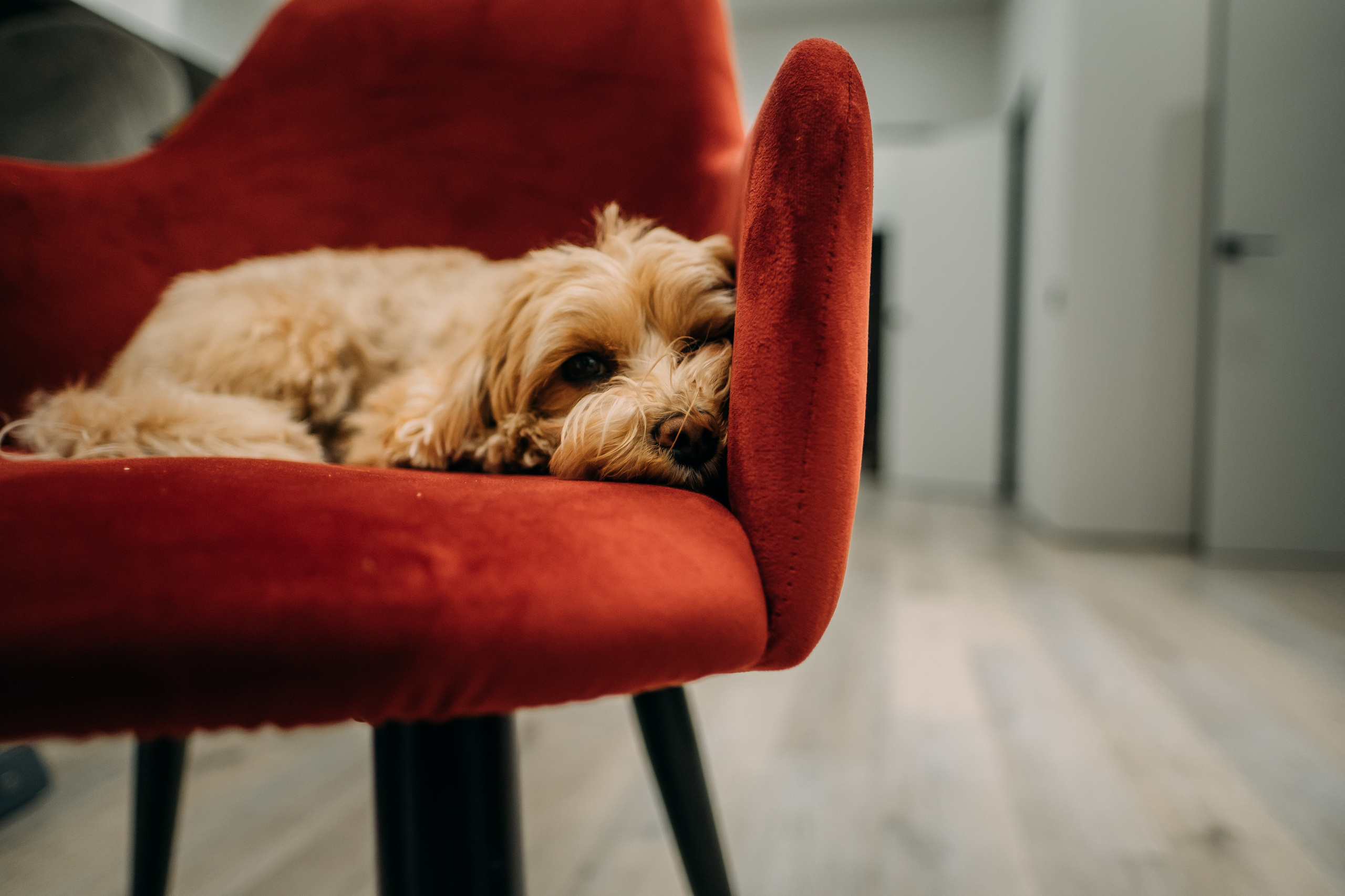 Home Sweet Home. Сімейний і портретний фотограф у Києві Проценко Алла