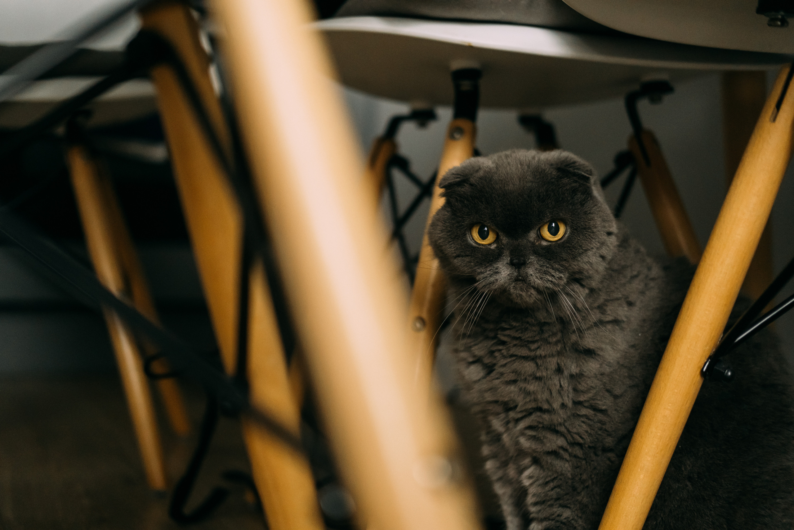 Hello, little!. Сімейний і портретний фотограф у Києві Проценко Алла