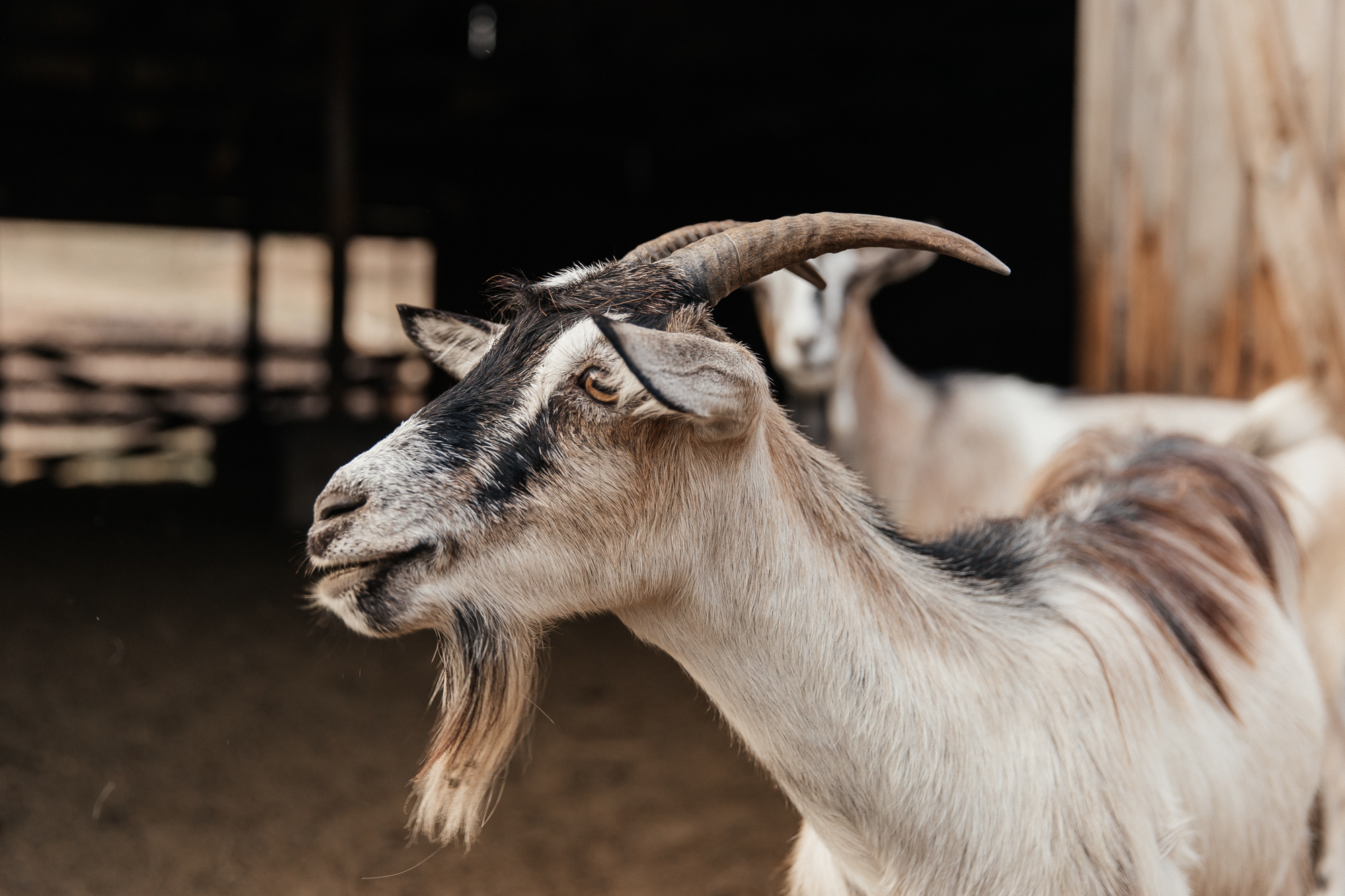 Sheep land. Фотограф Анастасия Шемет