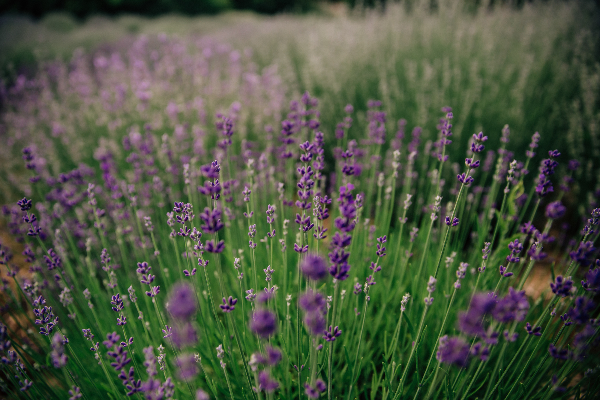 Лавандовая история Насти и Андрея. Фотограф Анастасия Шемет