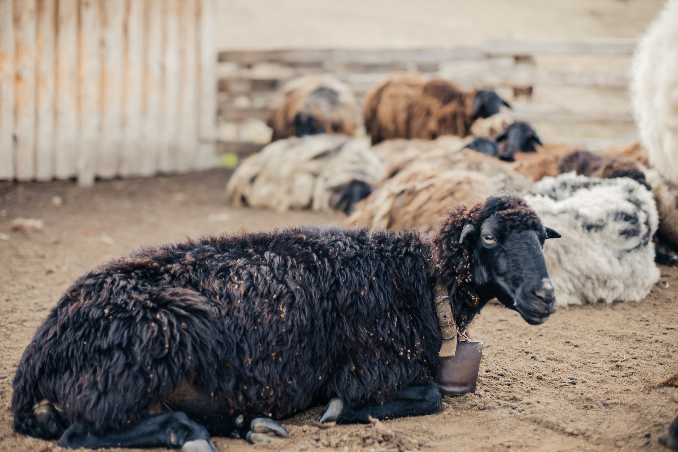 Настя, Дима и Кира. Фотограф Анастасия Шемет