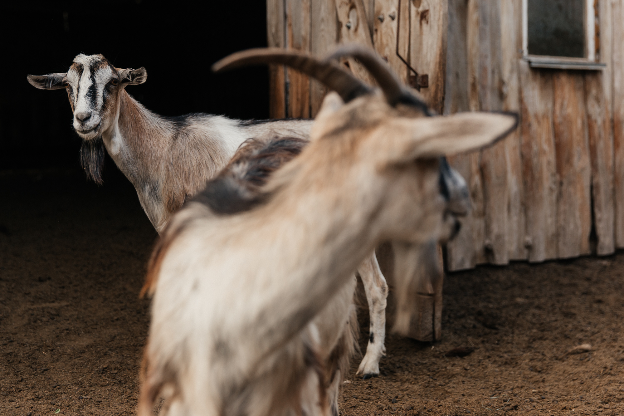 Sheep land. Фотограф Анастасия Шемет