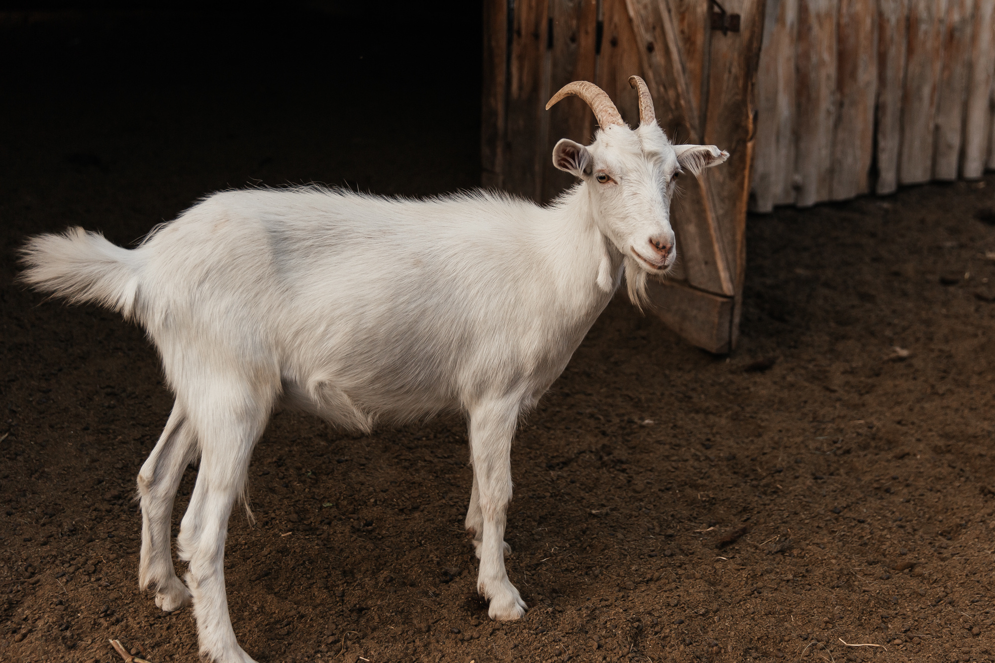 Sheep land. Фотограф Анастасия Шемет