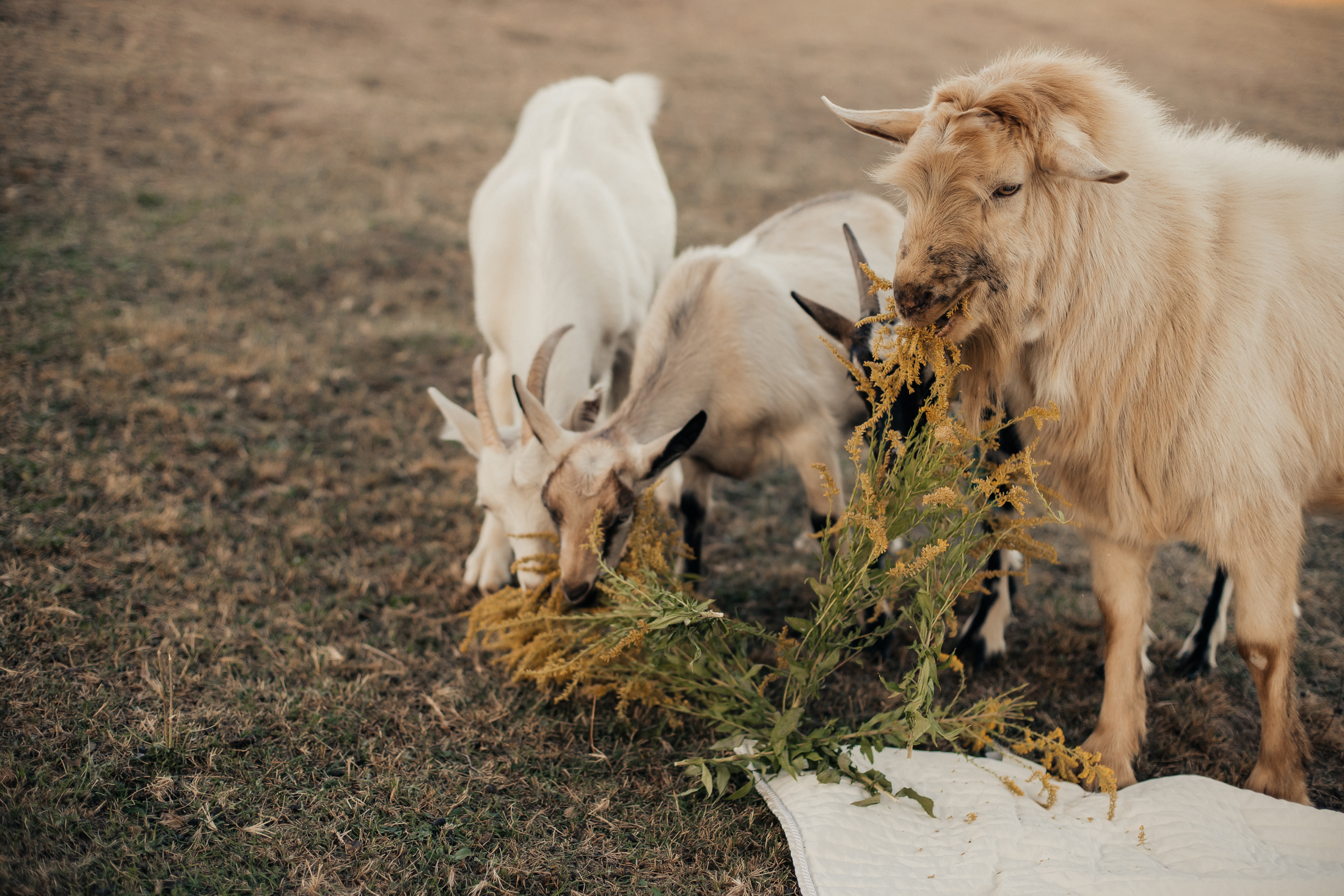 Настя, Дима и Кира. Фотограф Анастасия Шемет
