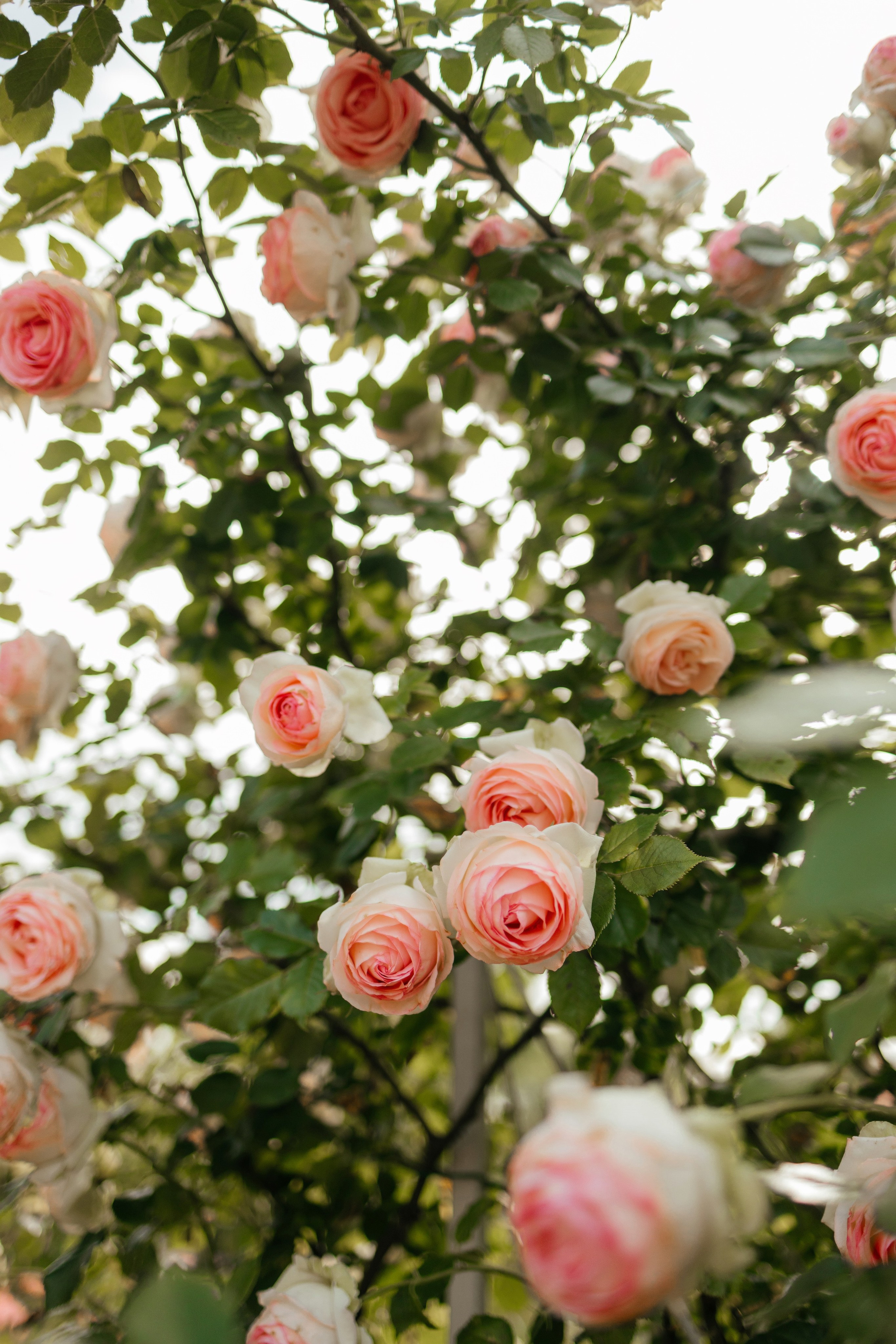 Віра та Саша. Фотограф Анастасия Шемет