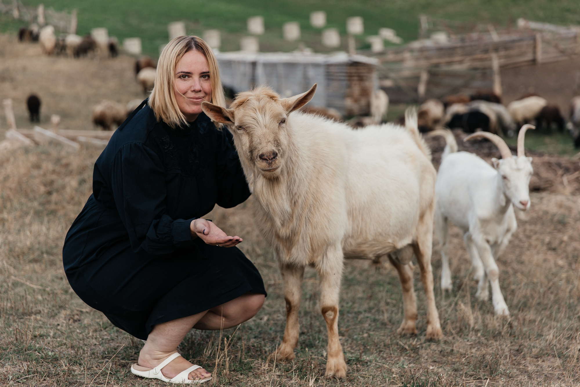Sheep land. Фотограф Анастасия Шемет