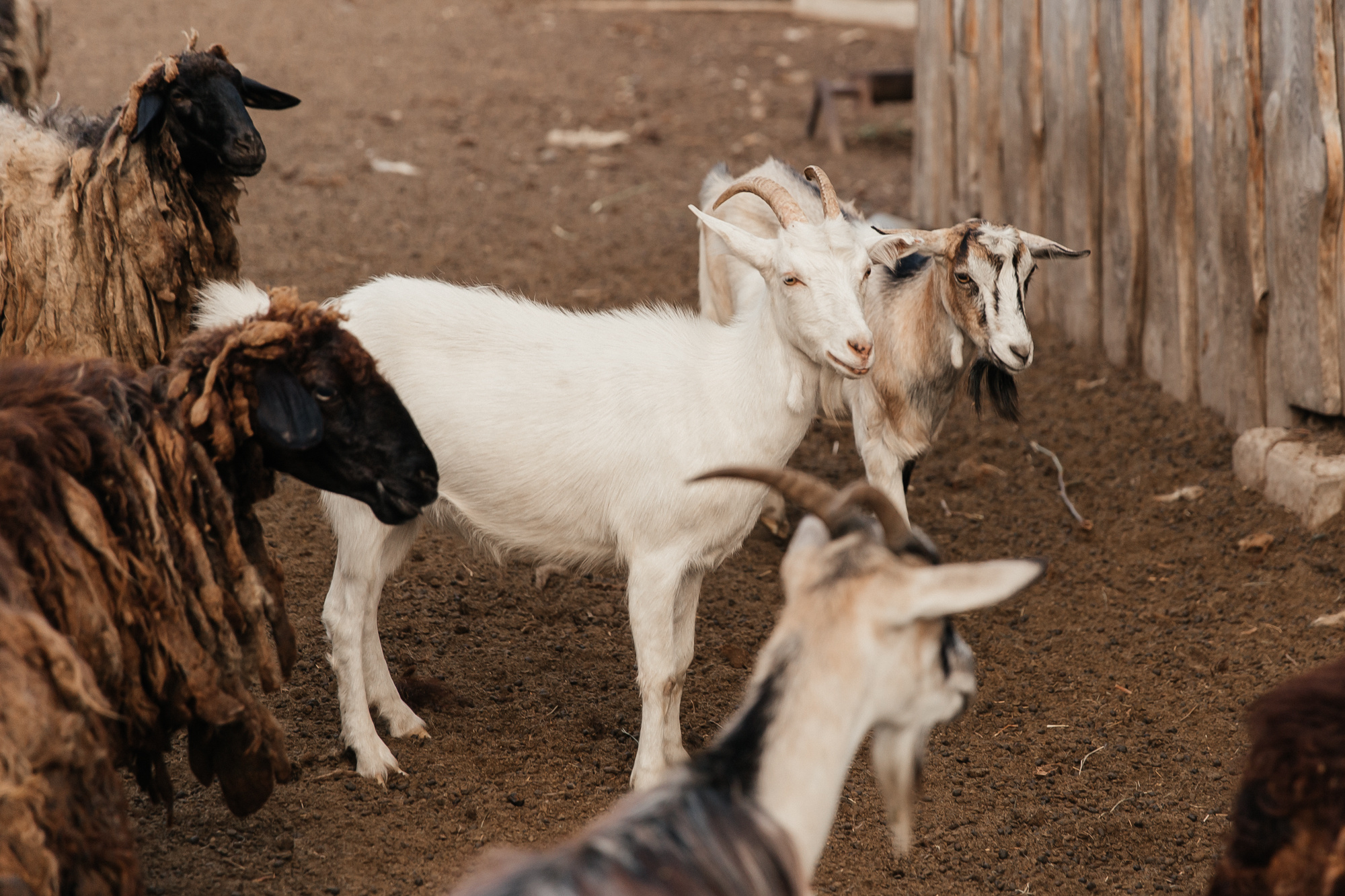 Sheep land. Фотограф Анастасия Шемет