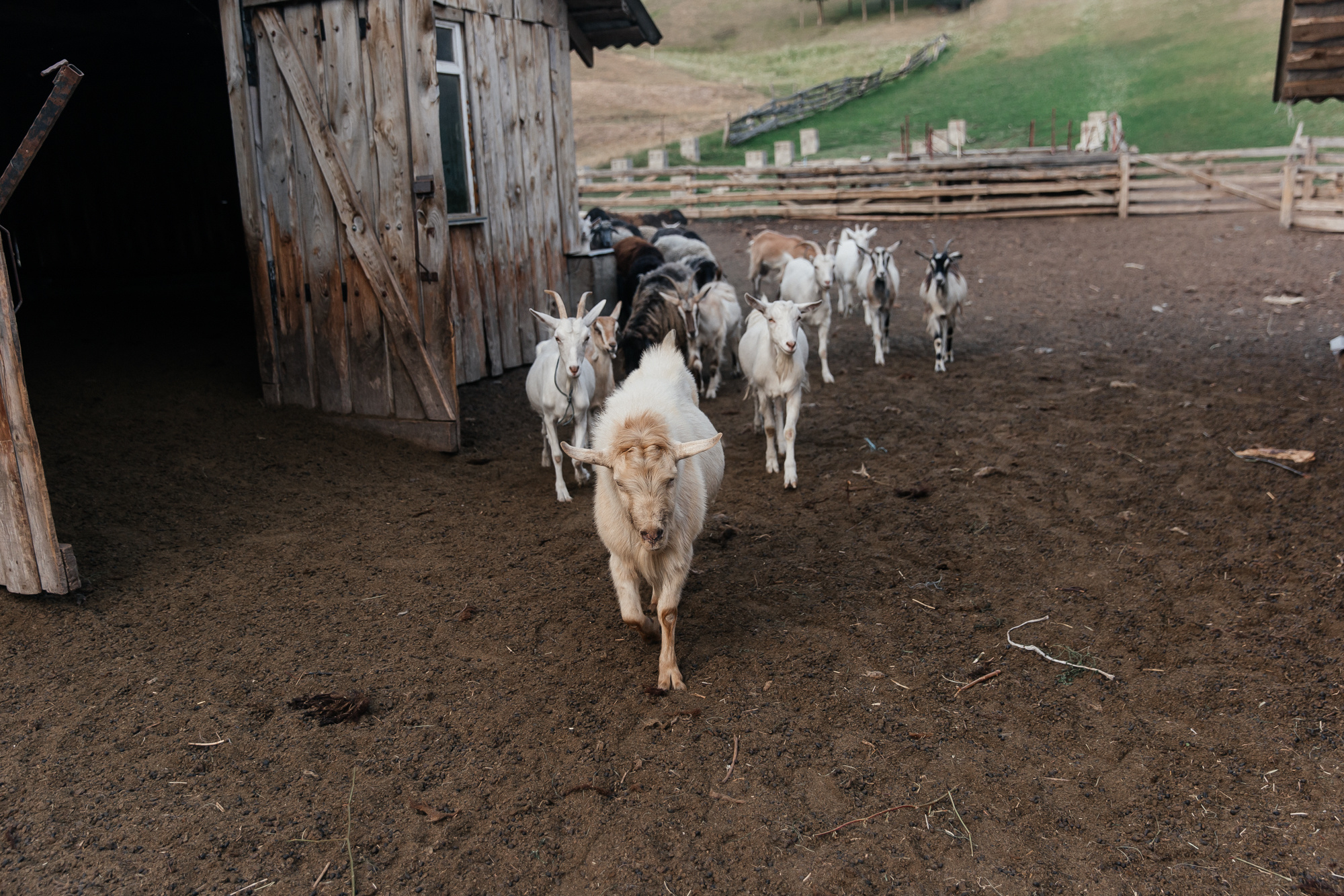 Sheep land. Фотограф Анастасия Шемет