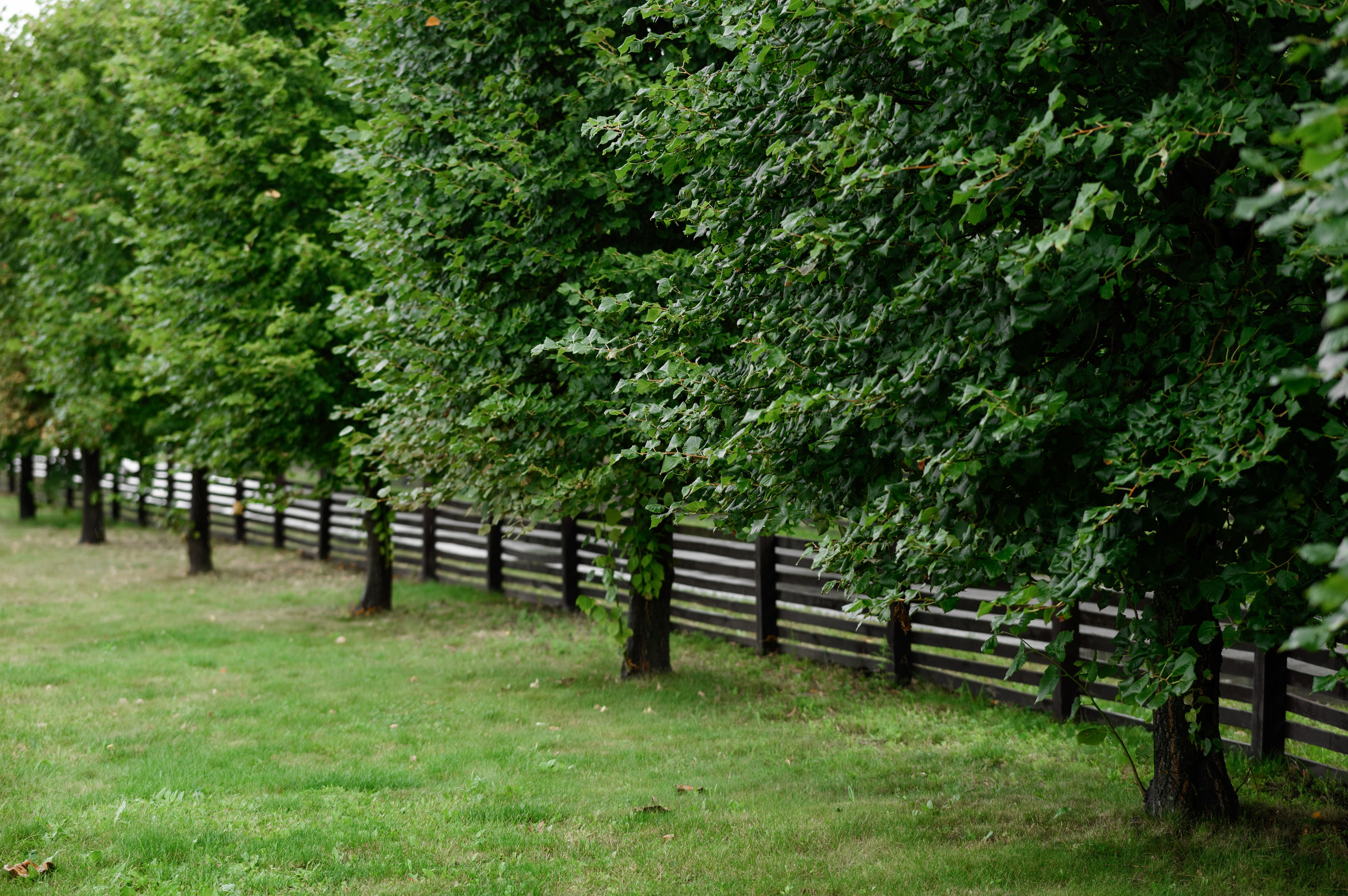 Подих кохання. Фостик Олександр — фотограф