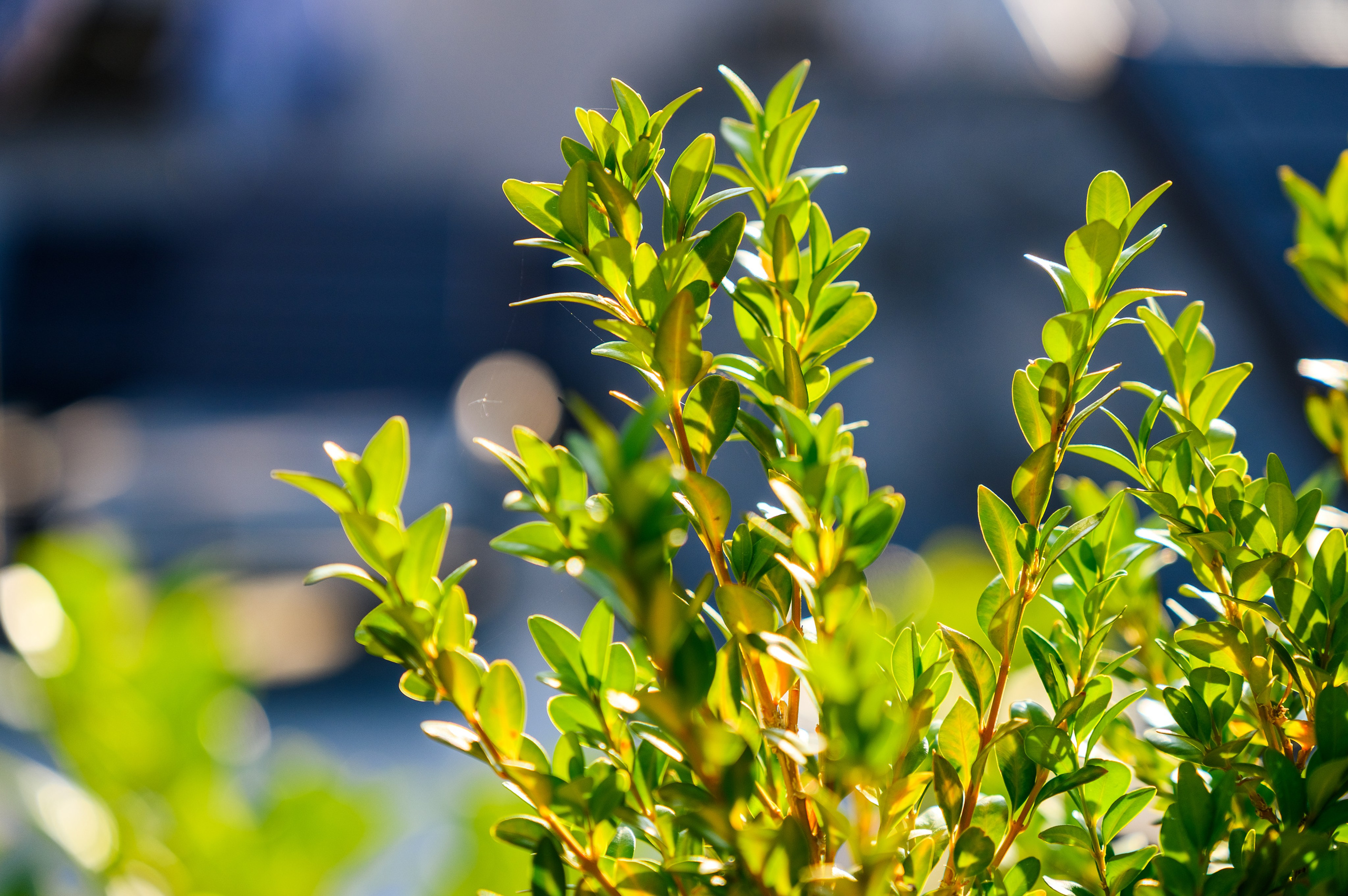 Зйомка для Мис Доброї Надії. Фостик Олександр — фотограф