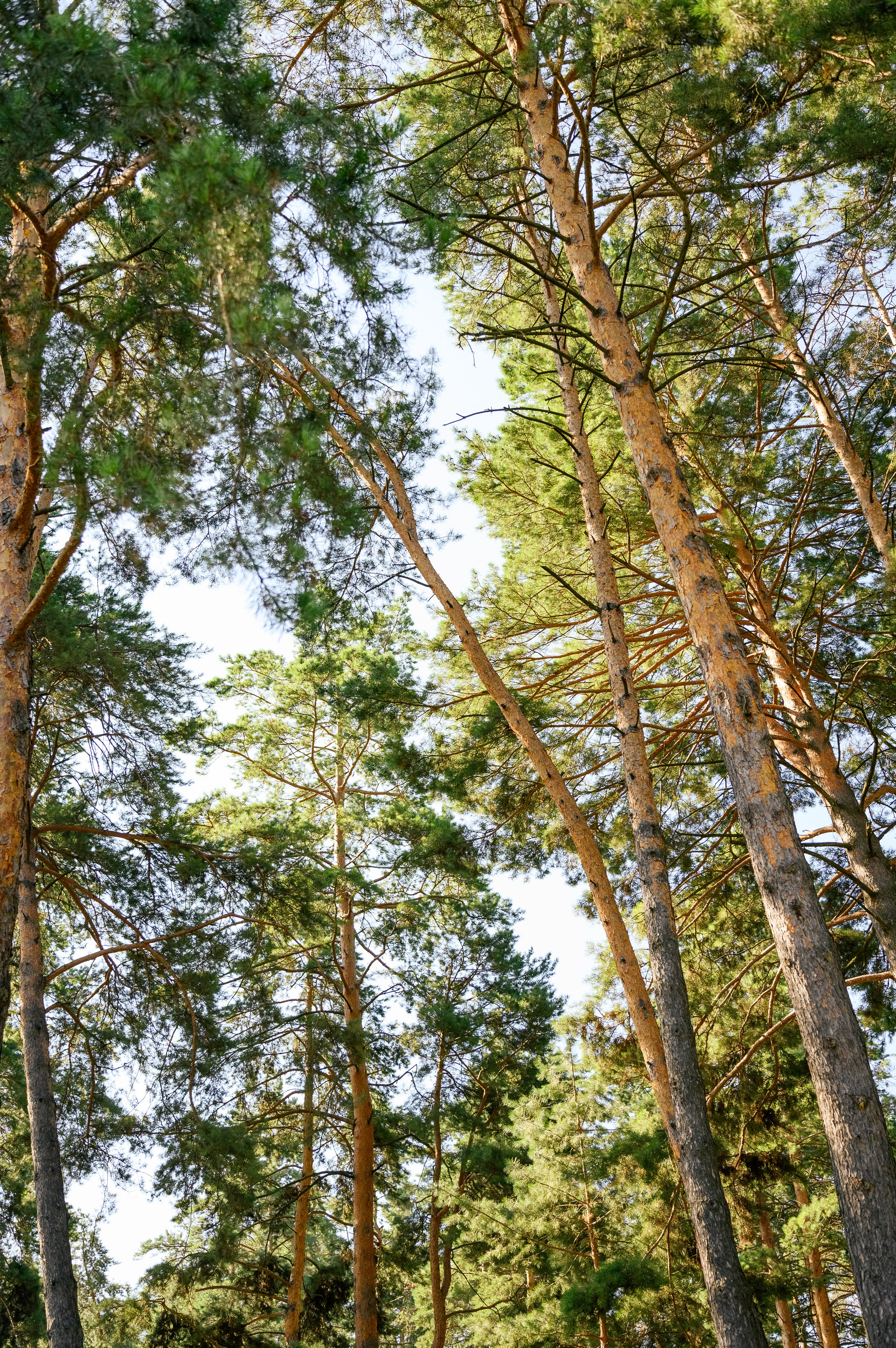 Зйомка для Мис Доброї Надії. Фостик Олександр — фотограф