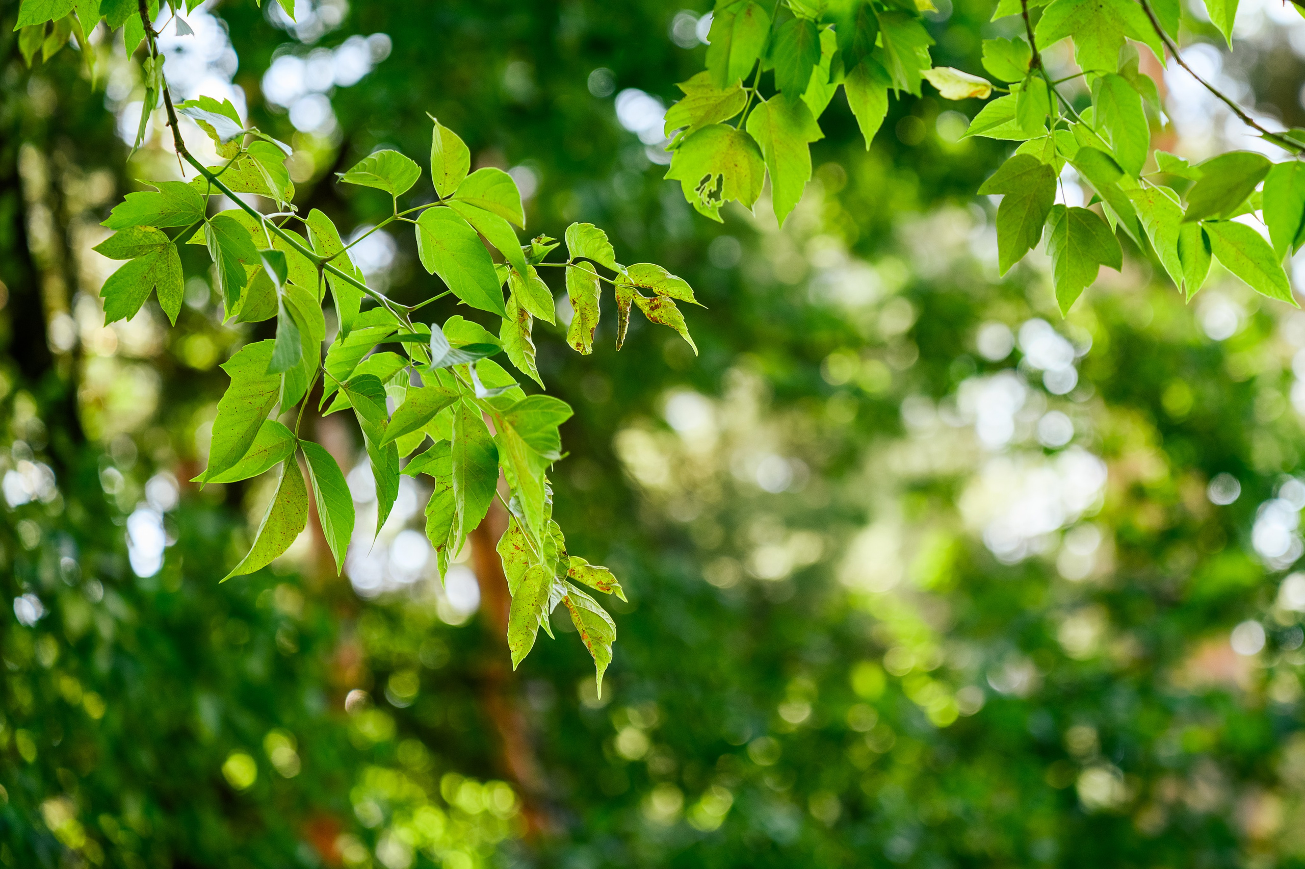 Зйомка для Мис Доброї Надії. Фостик Олександр — фотограф