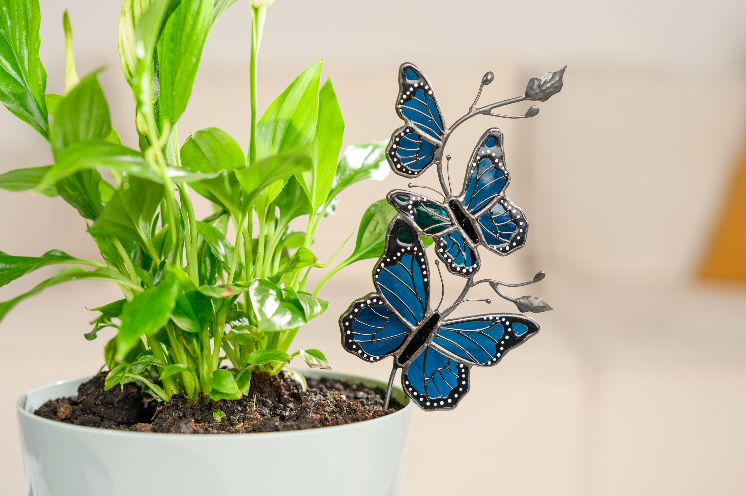 Venus glass art. Фостик Олександр — фотограф