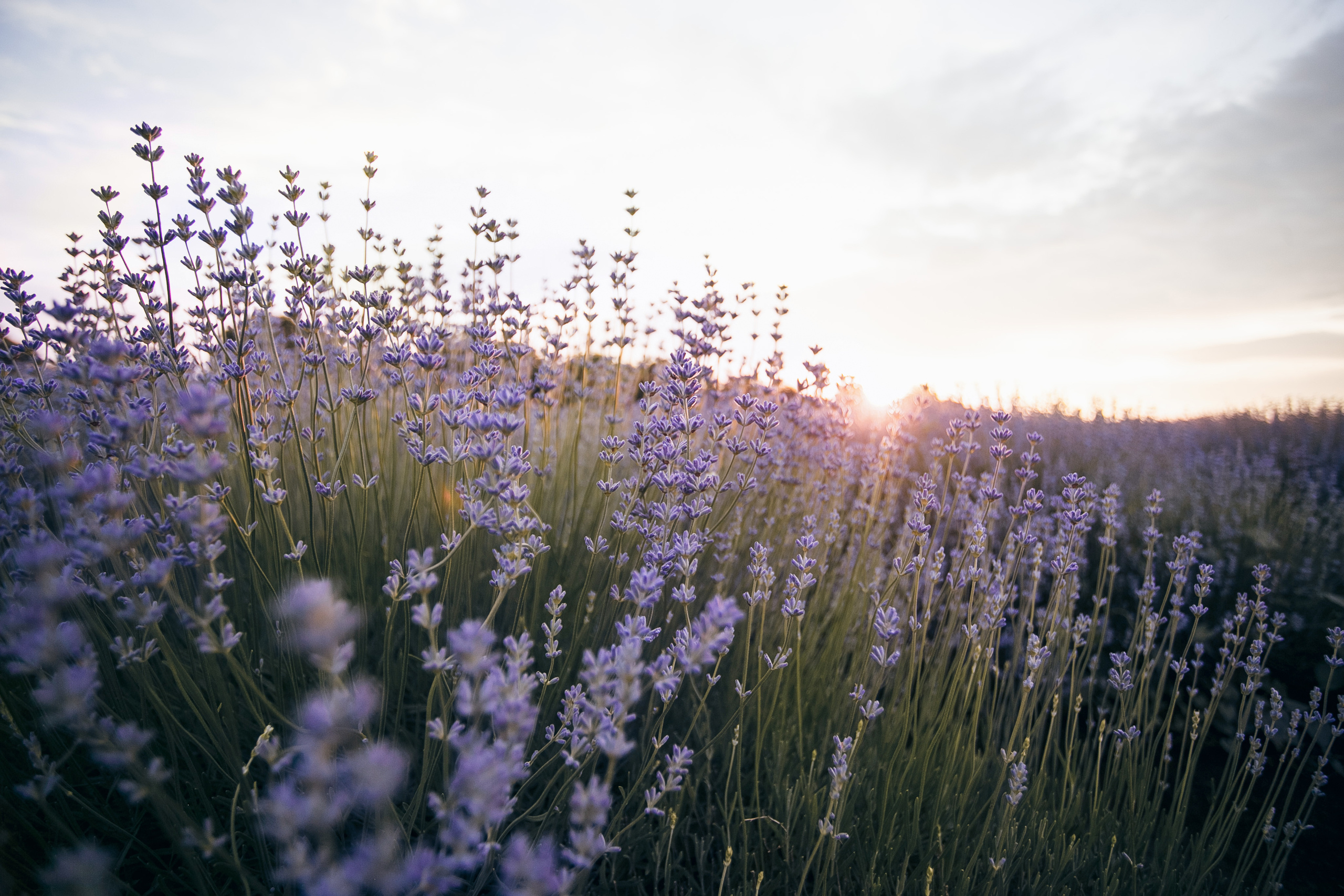 Фотограф в Лаванде Кишинев 2021. Свадебный Фотограф Кишинев, Москва Евгений Шевердов