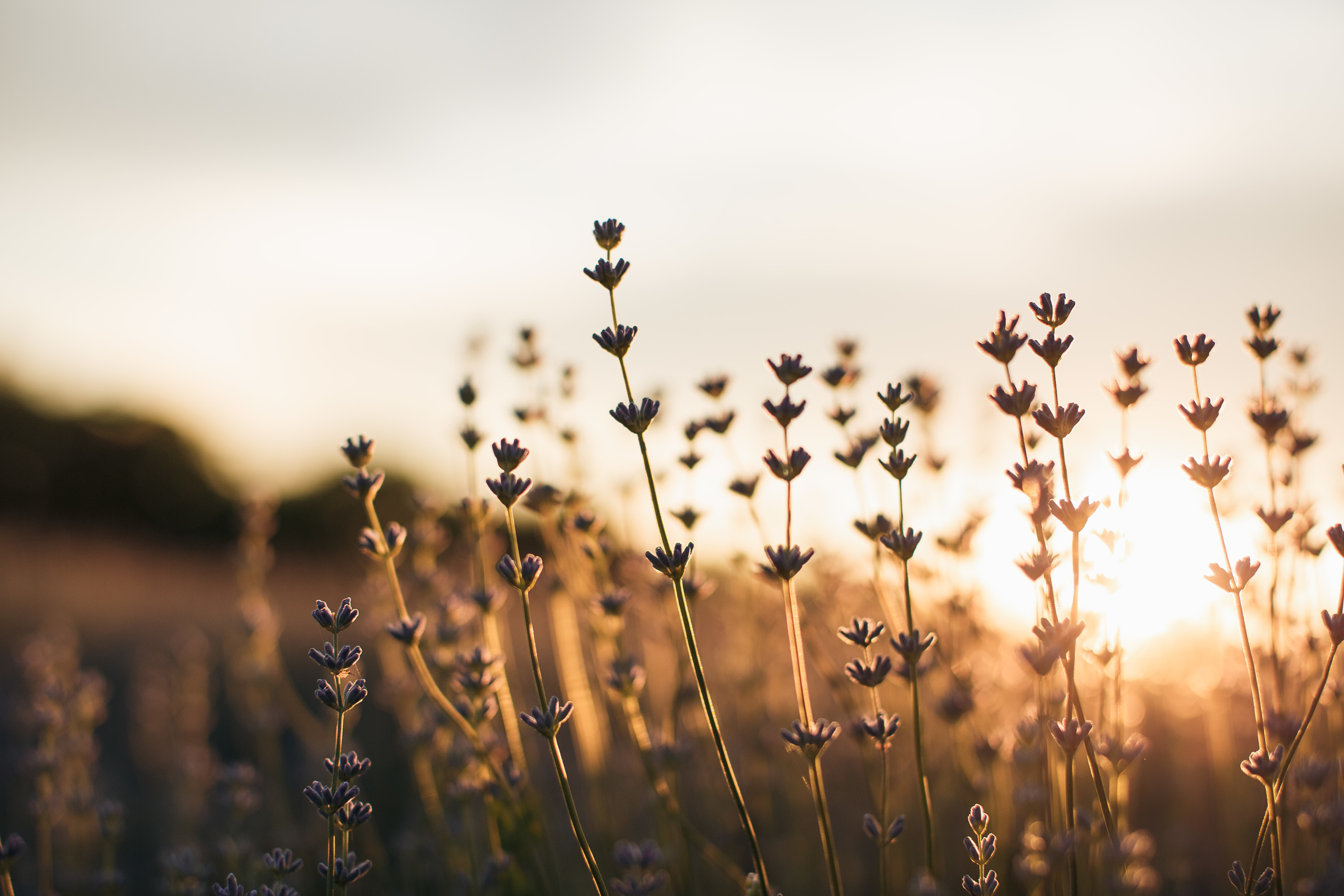 Фотограф в Лаванде Кишинев 2021. Свадебный Фотограф Кишинев, Москва Евгений Шевердов