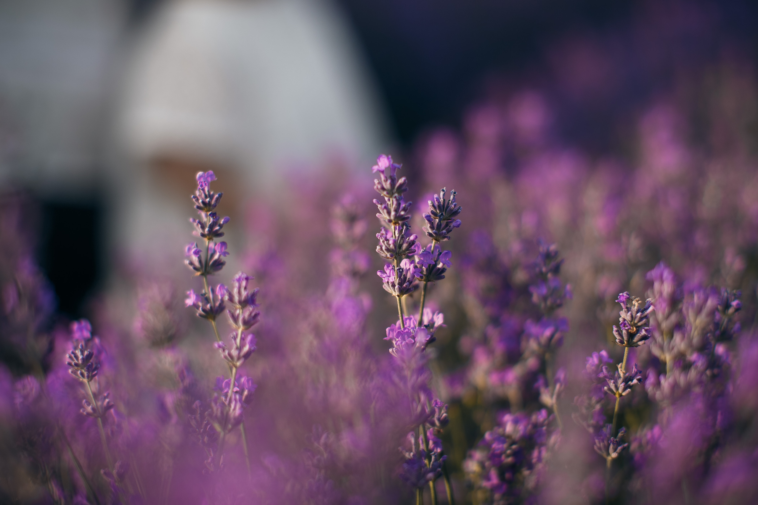 Fotograf lavandita Chishinau. Свадебный Фотограф Кишинев, Москва Евгений Шевердов