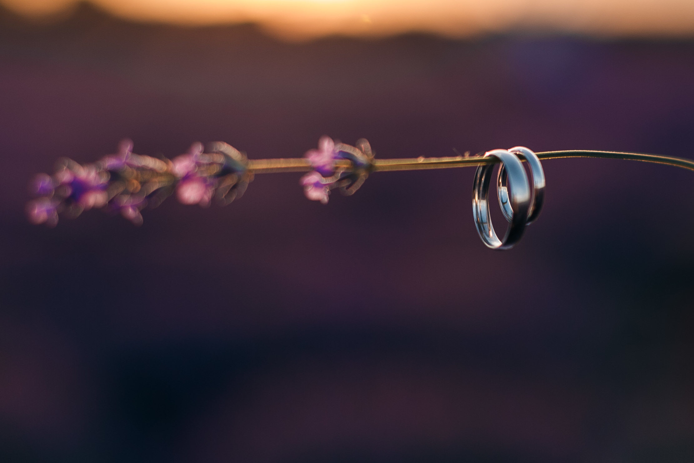 Фотосерия в Лаванде Кишинев. Свадебный Фотограф Кишинев, Москва Евгений Шевердов