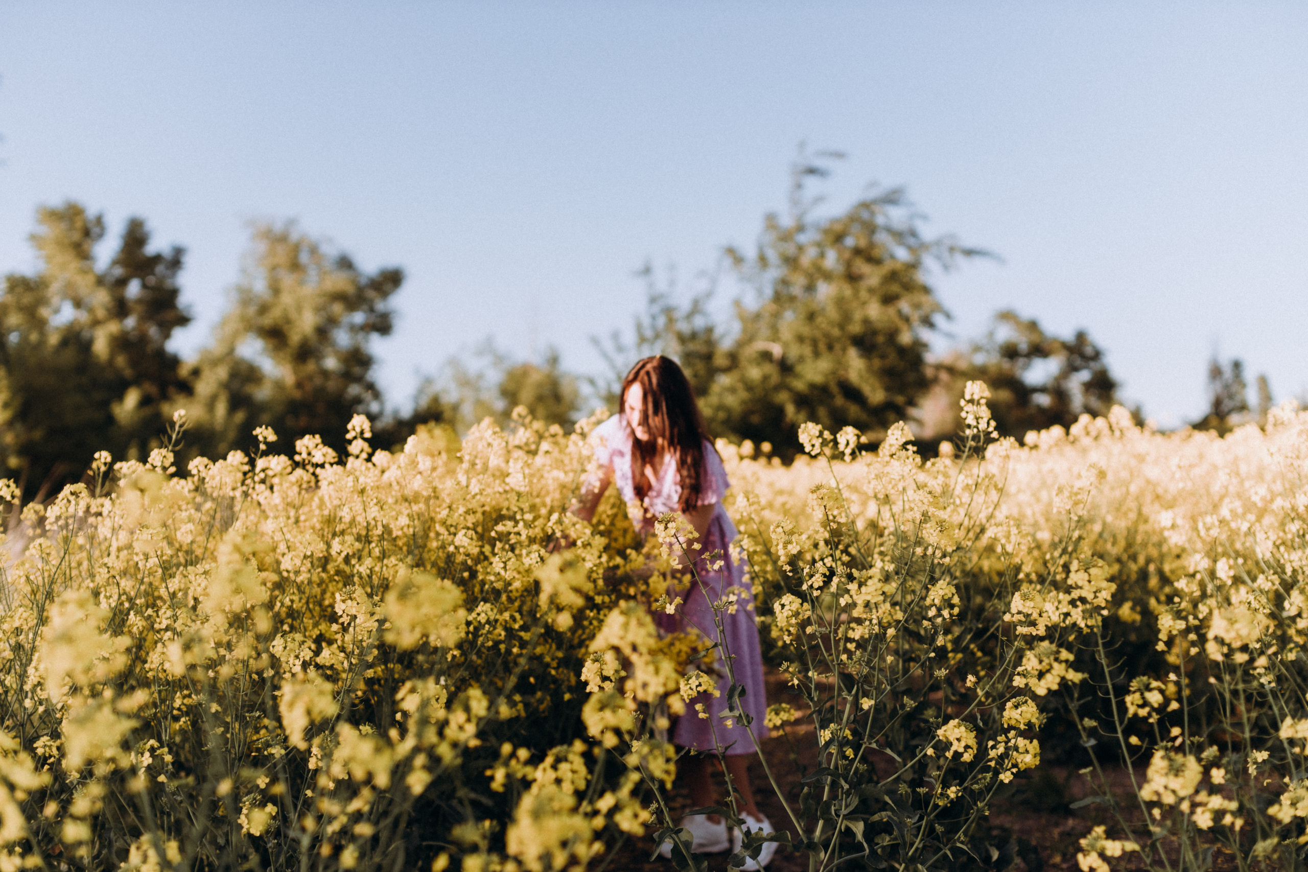 Рапсове поле. Портретний і сімейний фотограф Київ