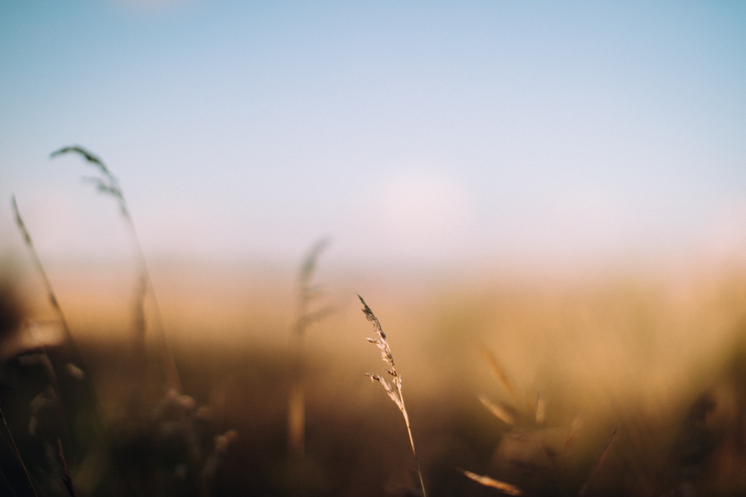 Sunflowers. Портретний і сімейний фотограф Київ