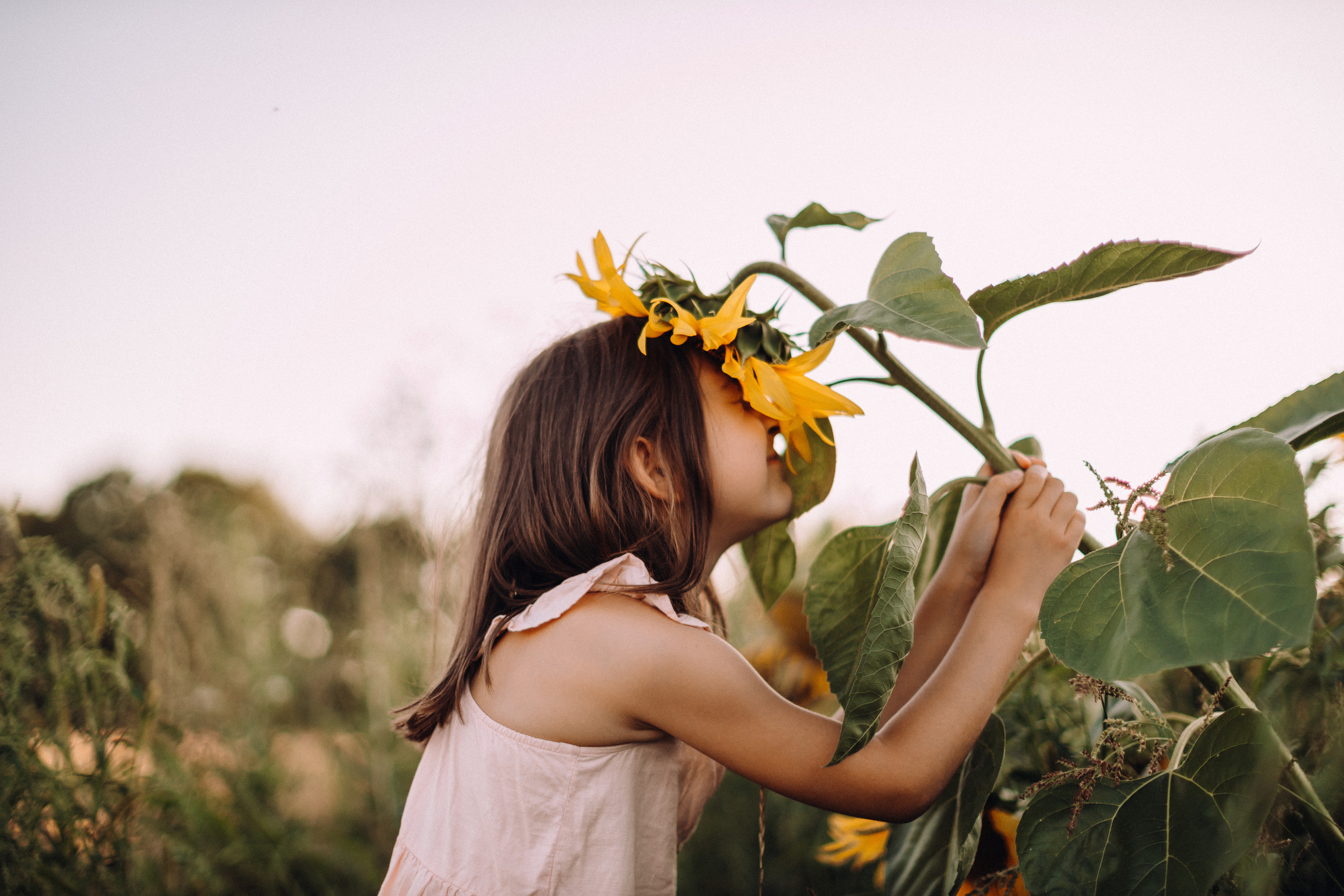 Sunflowers. Портретний і сімейний фотограф Київ