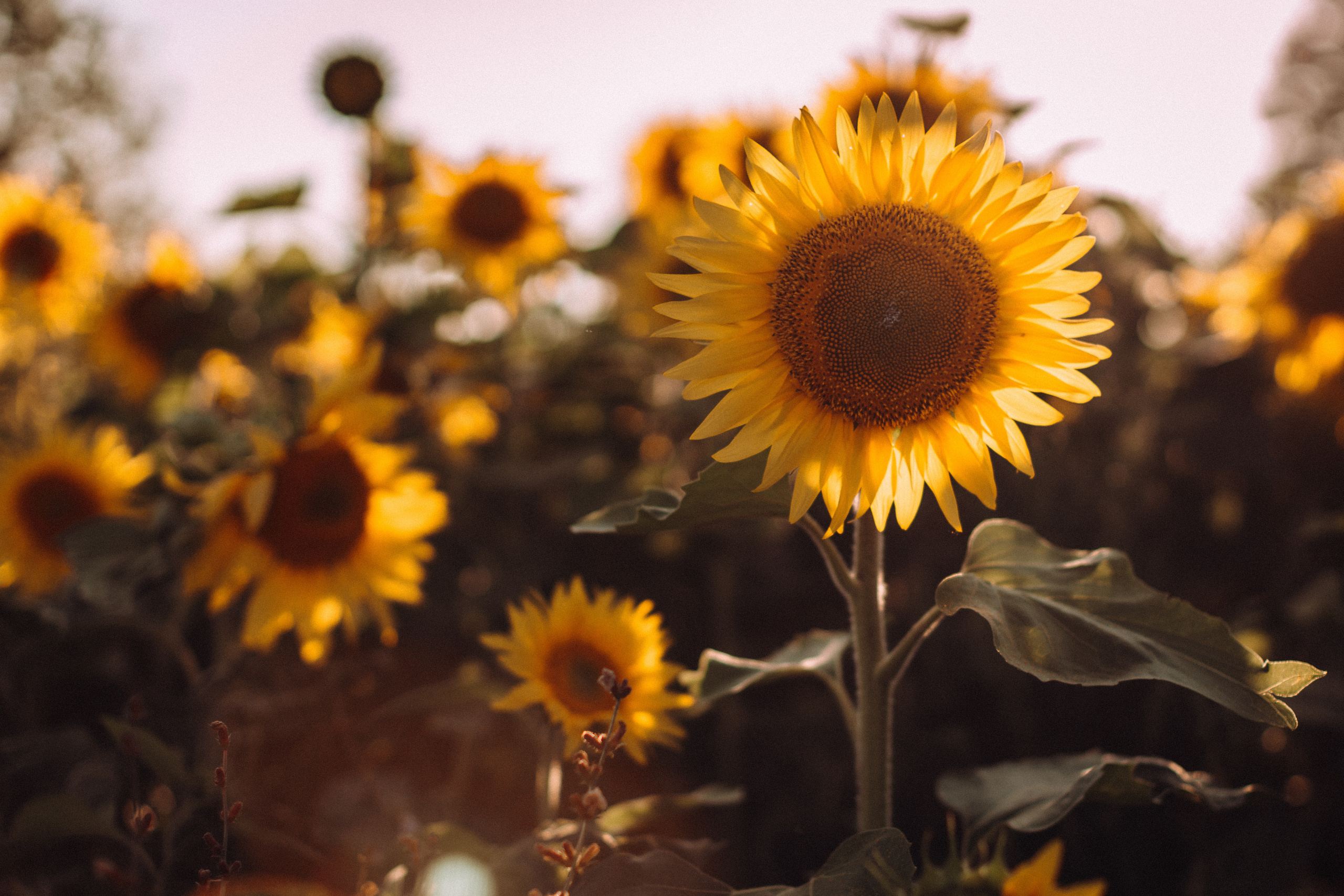 Sunflowers mummy&me. Портретний і сімейний фотограф Київ