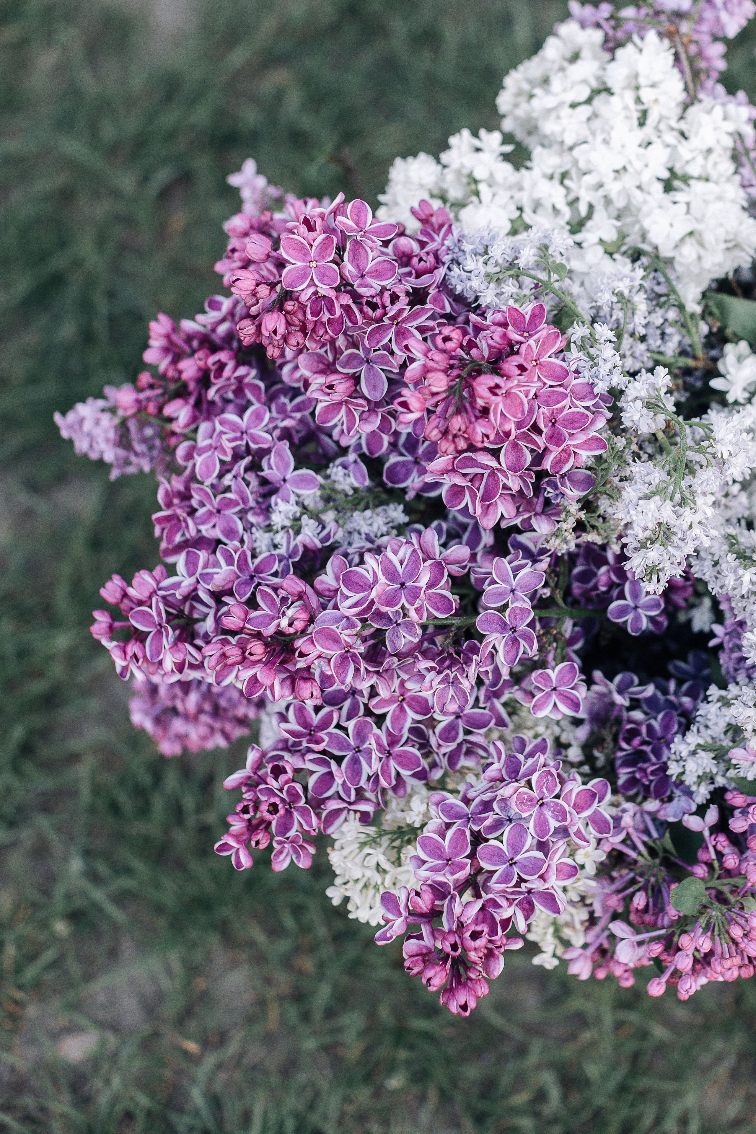 Бузок. Портретний і сімейний фотограф Київ