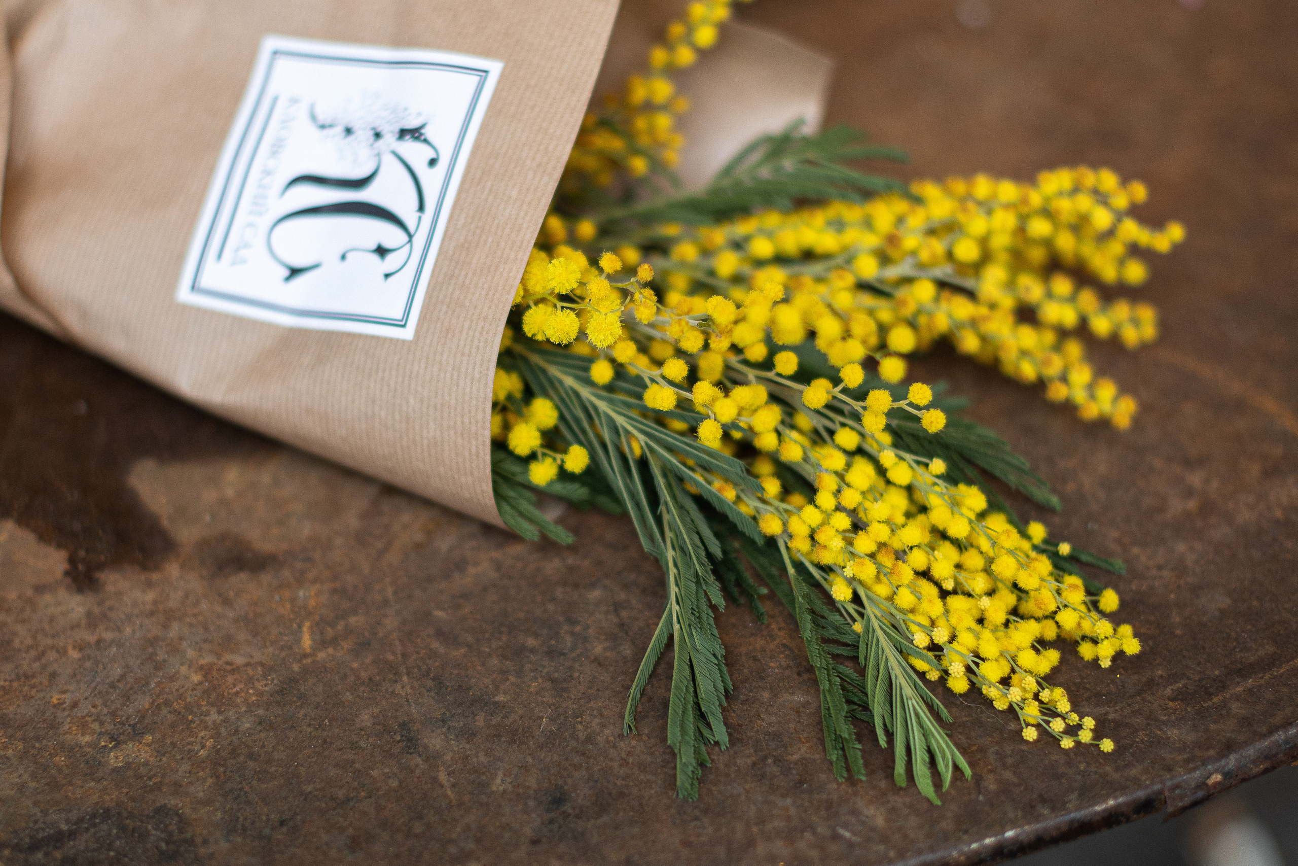 Кловський сад. Портретний і сімейний фотограф Київ