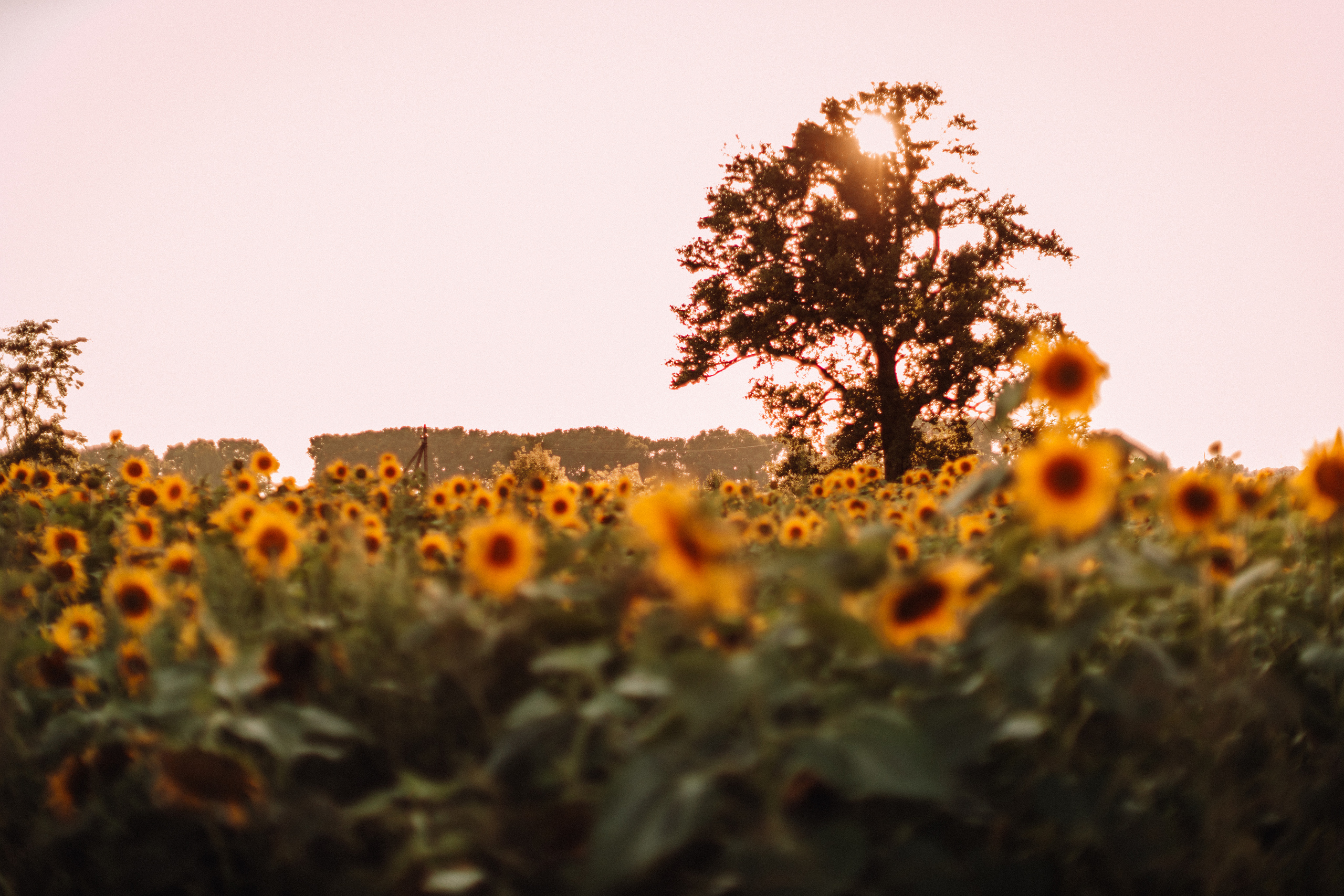 Sunflowers. Портретний і сімейний фотограф Київ