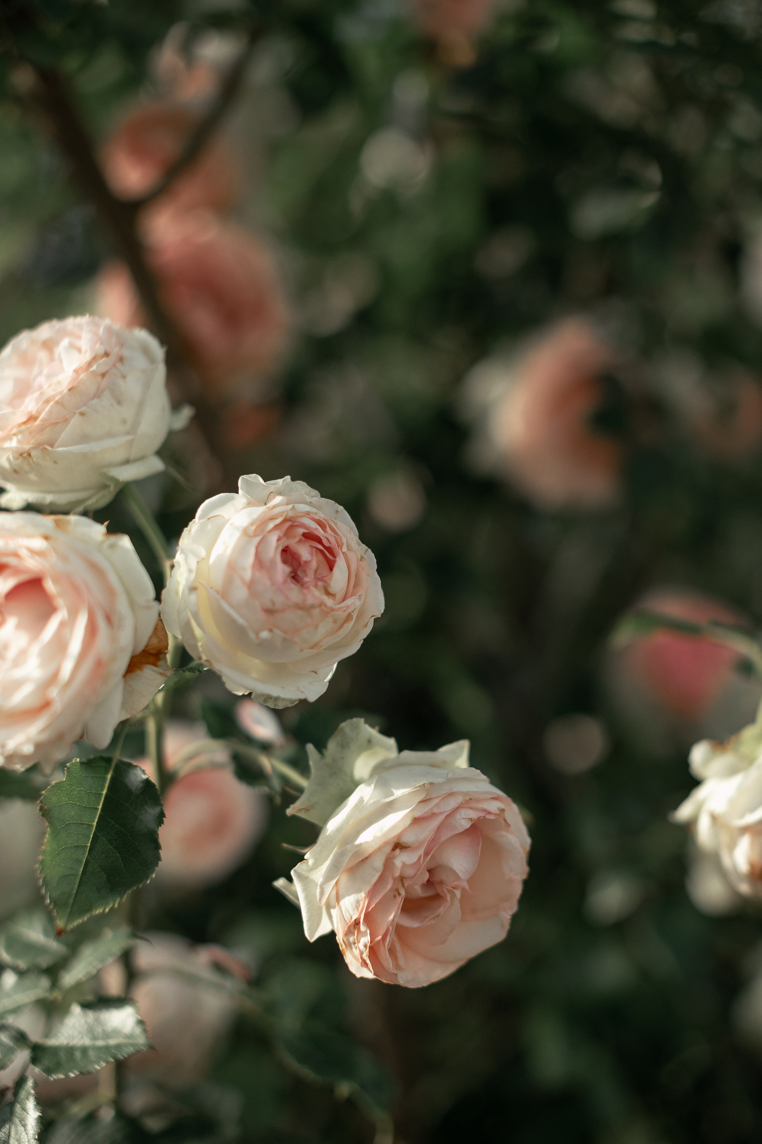 Secret Garden. Портретний і сімейний фотограф Київ