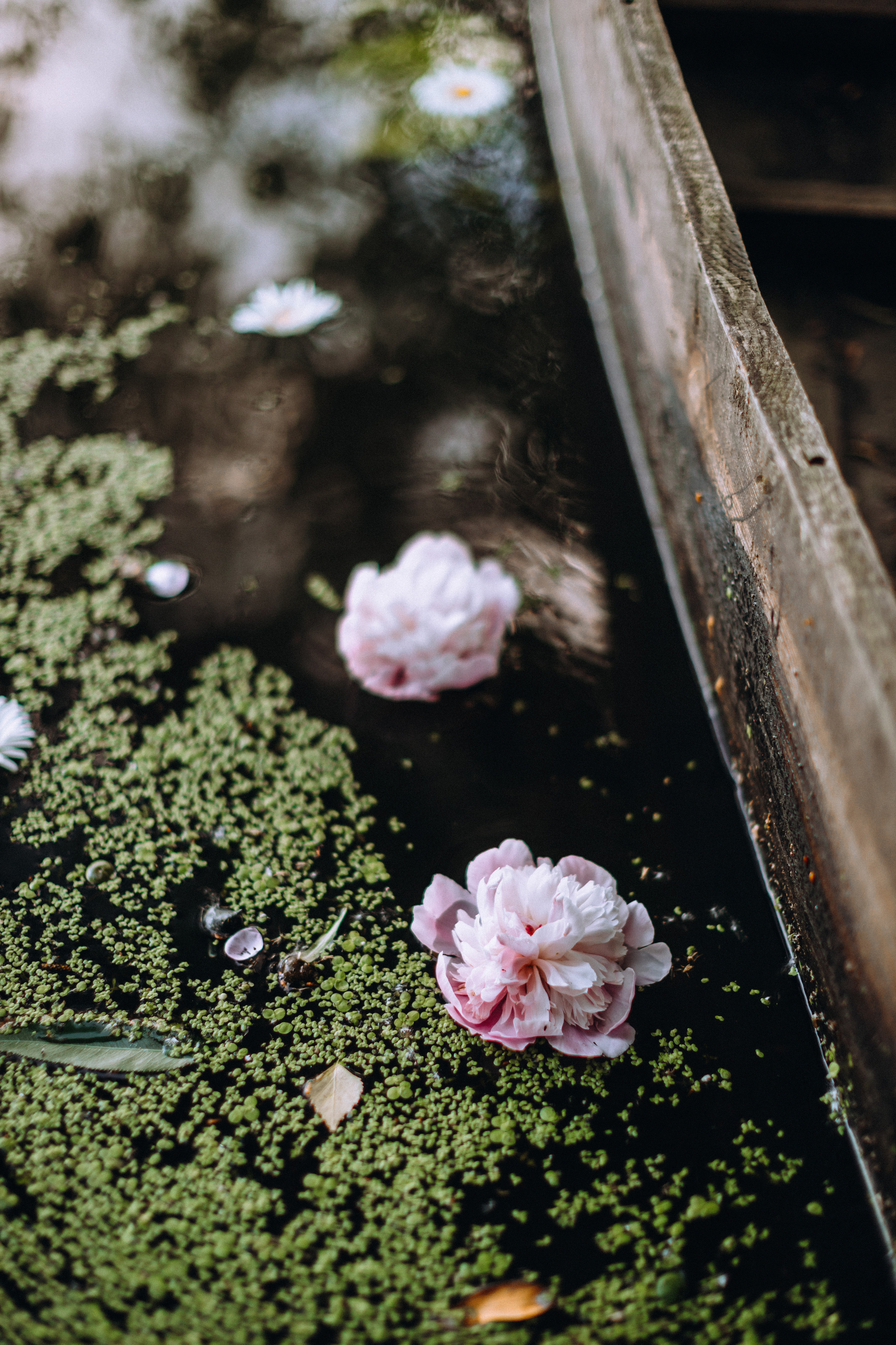 Peoni season. Портретний і сімейний фотограф Київ