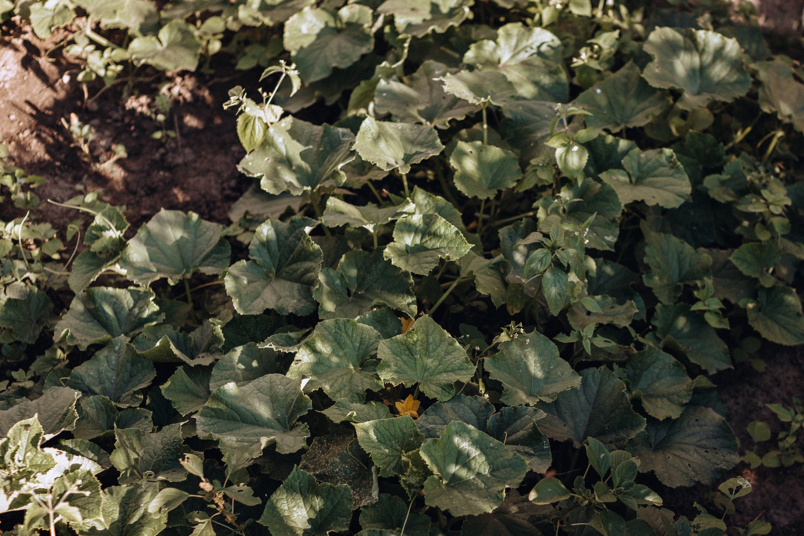 Cucumber's story. Портретний і сімейний фотограф Київ