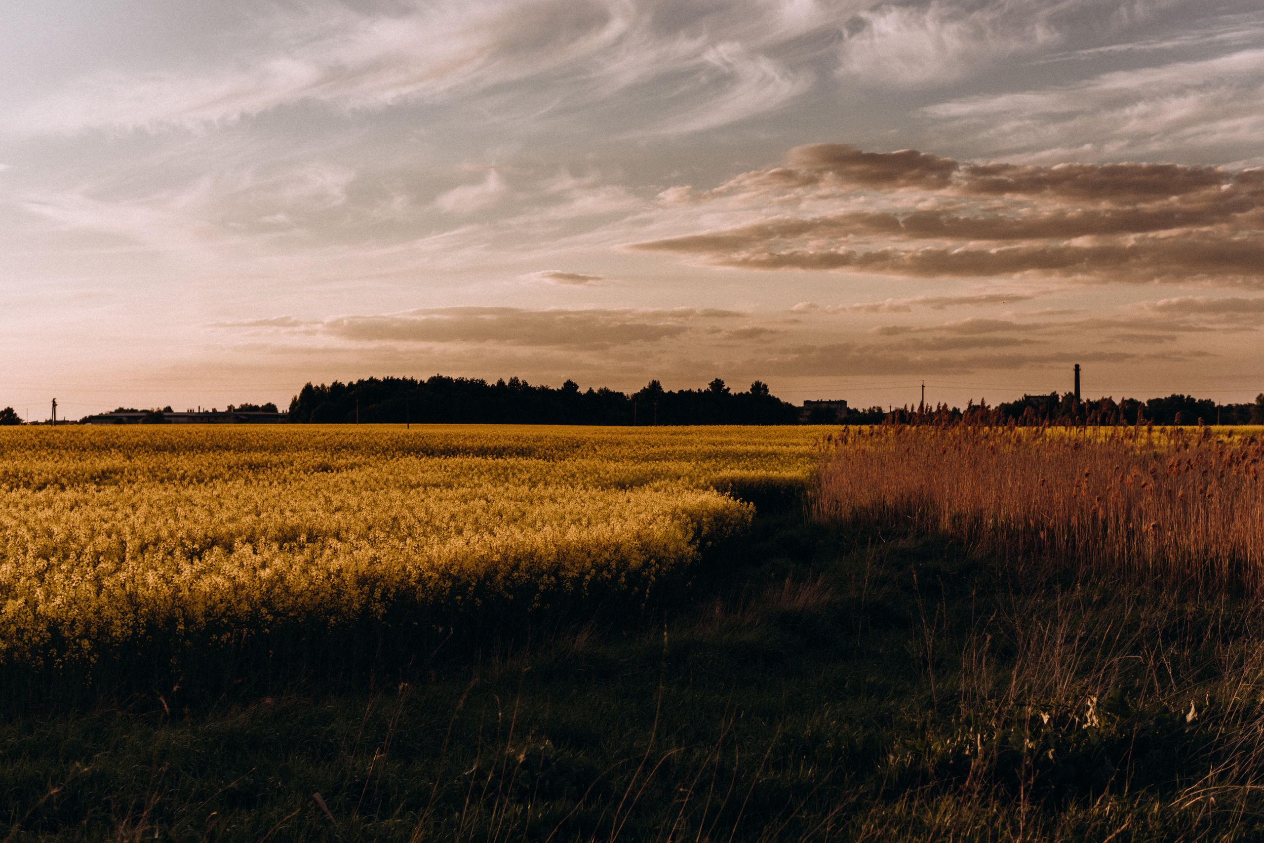 Рапсове поле. Портретний і сімейний фотограф Київ
