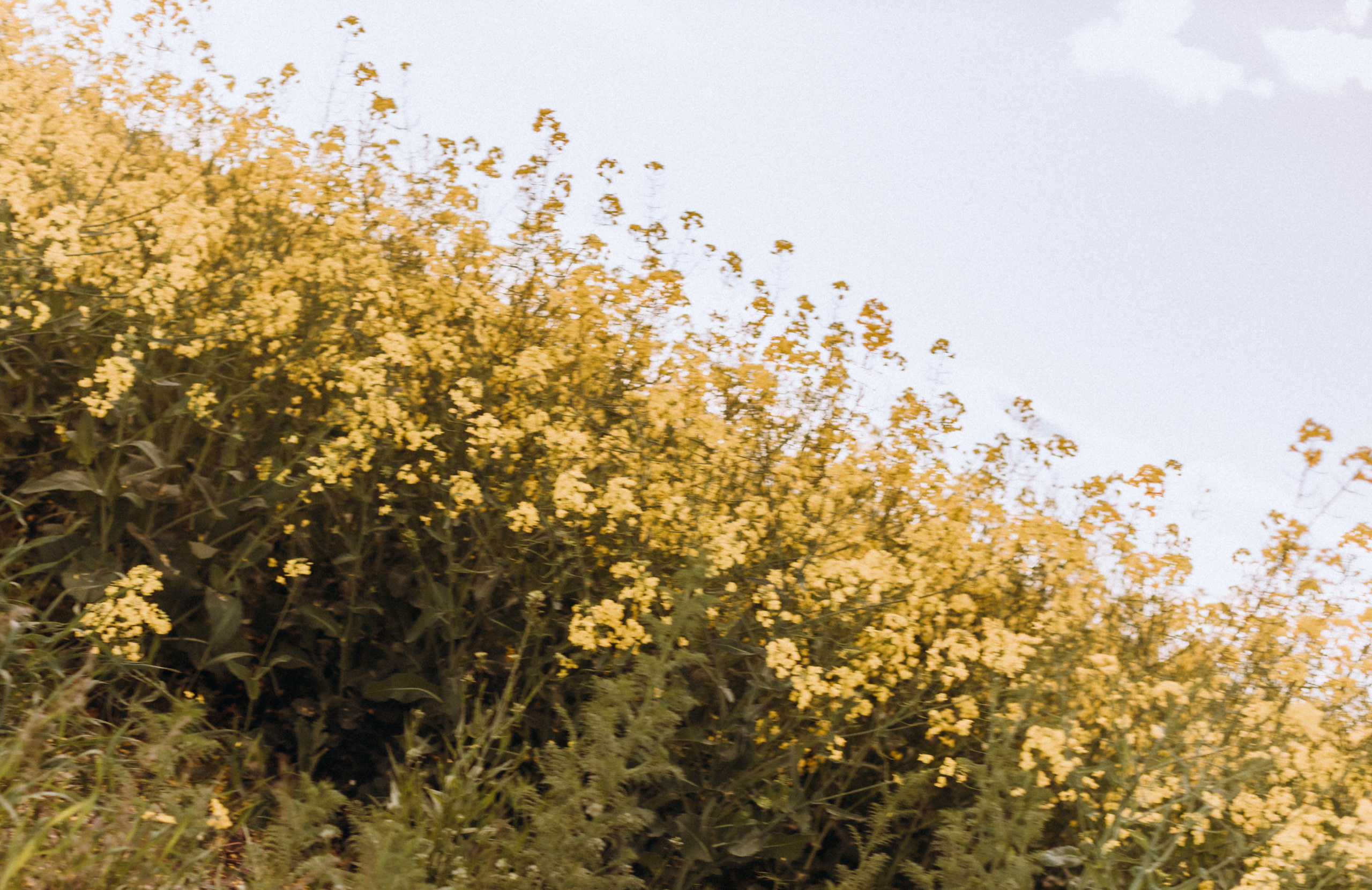 Рапсове поле. Портретний і сімейний фотограф Київ