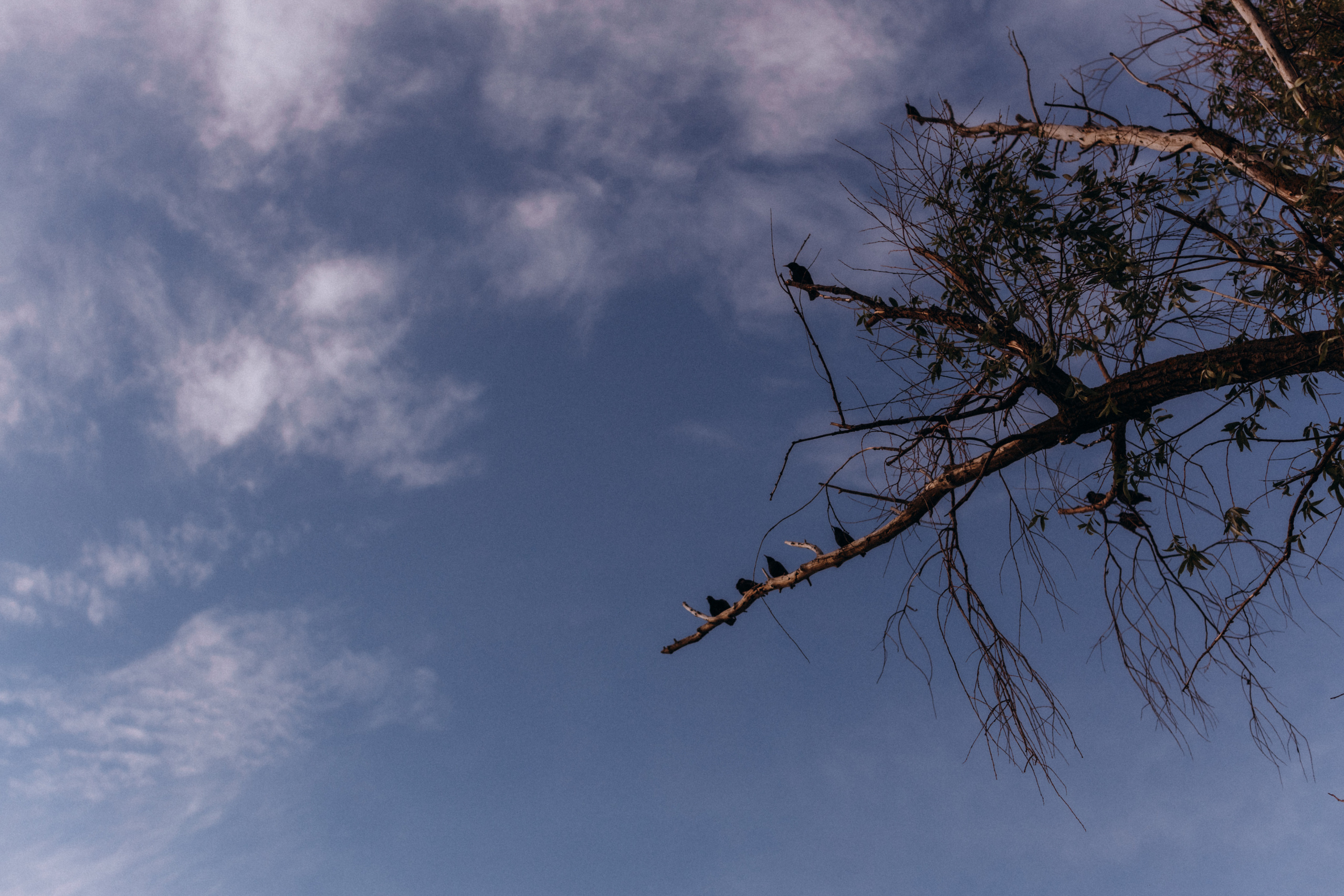 Рапсове поле. Портретний і сімейний фотограф Київ