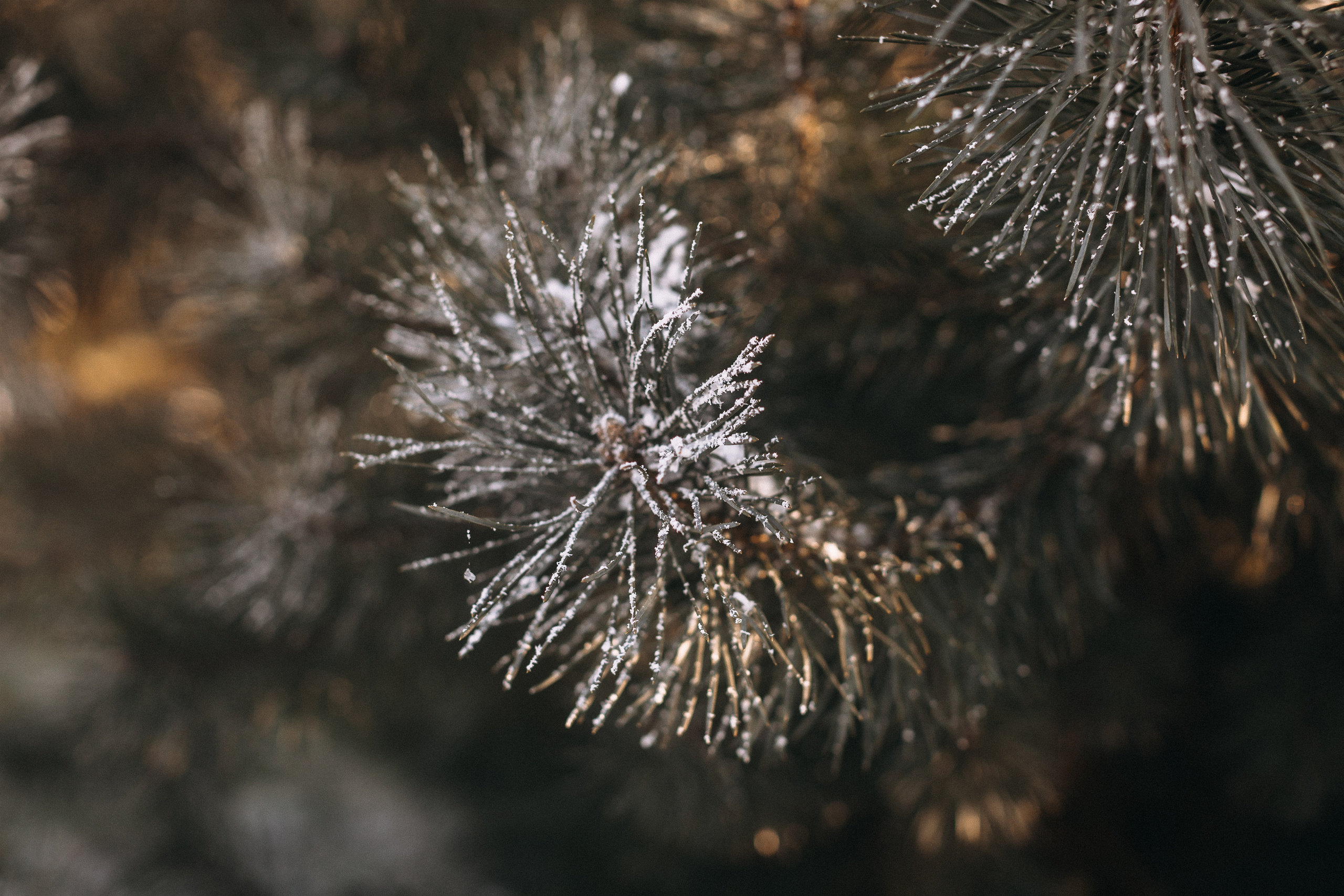 Зимова казка. Портретний і сімейний фотограф Київ