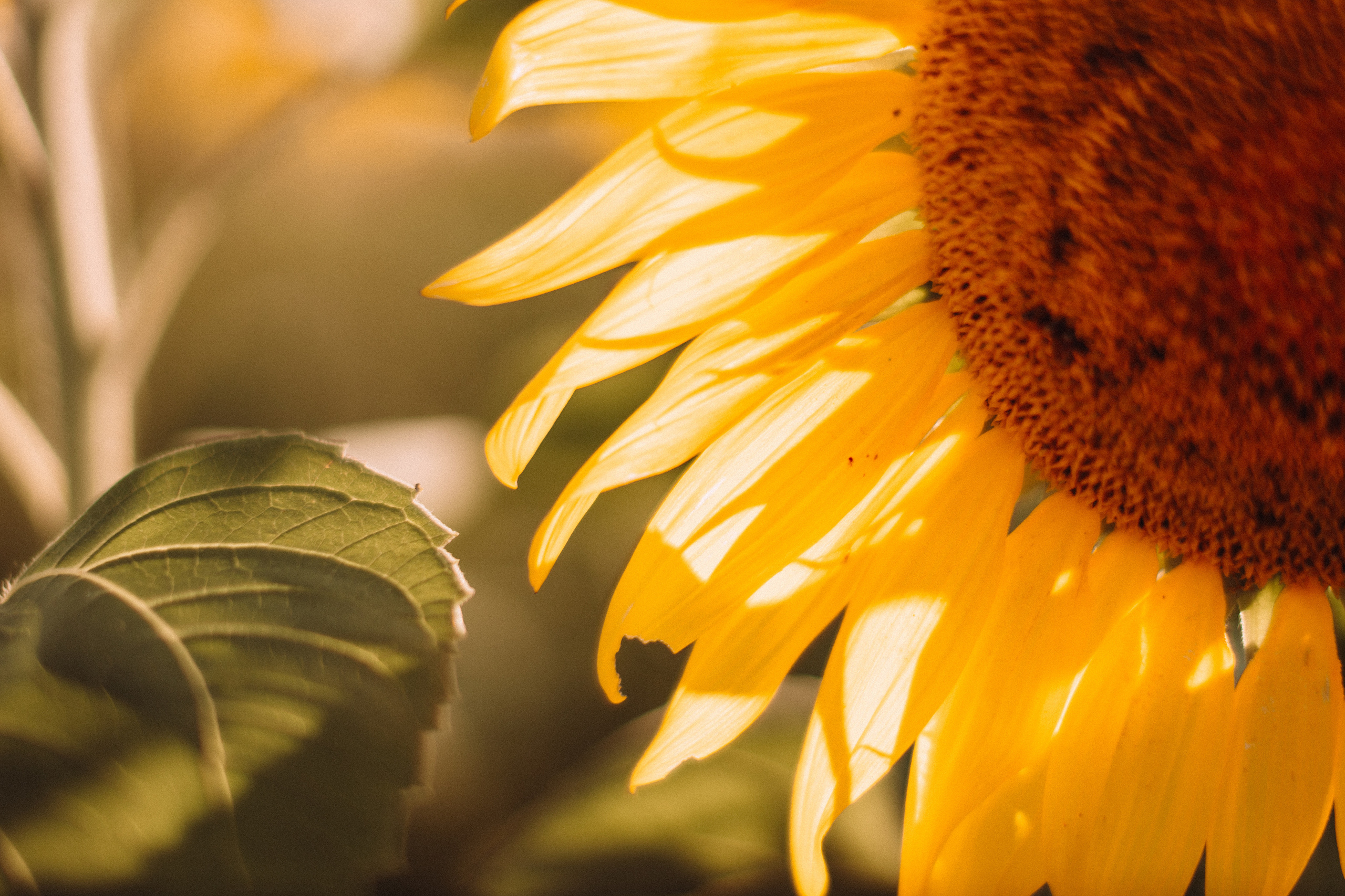 Sunflowers. Портретний і сімейний фотограф Київ