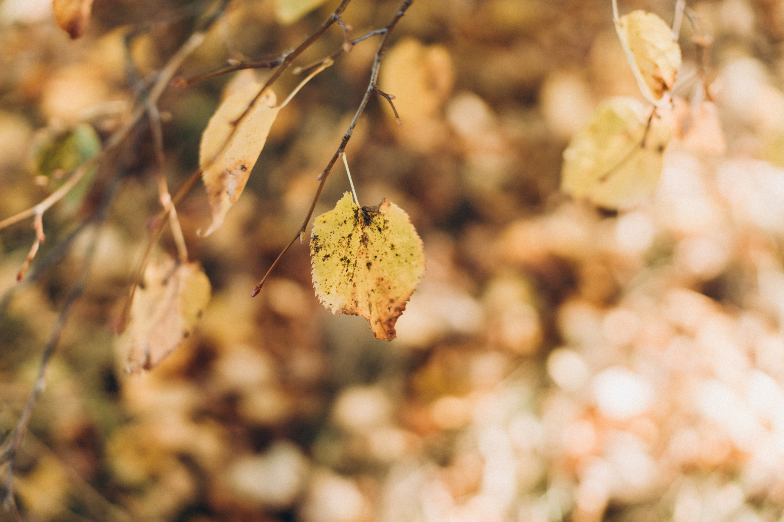 Сімейний день. Портретний і сімейний фотограф Київ