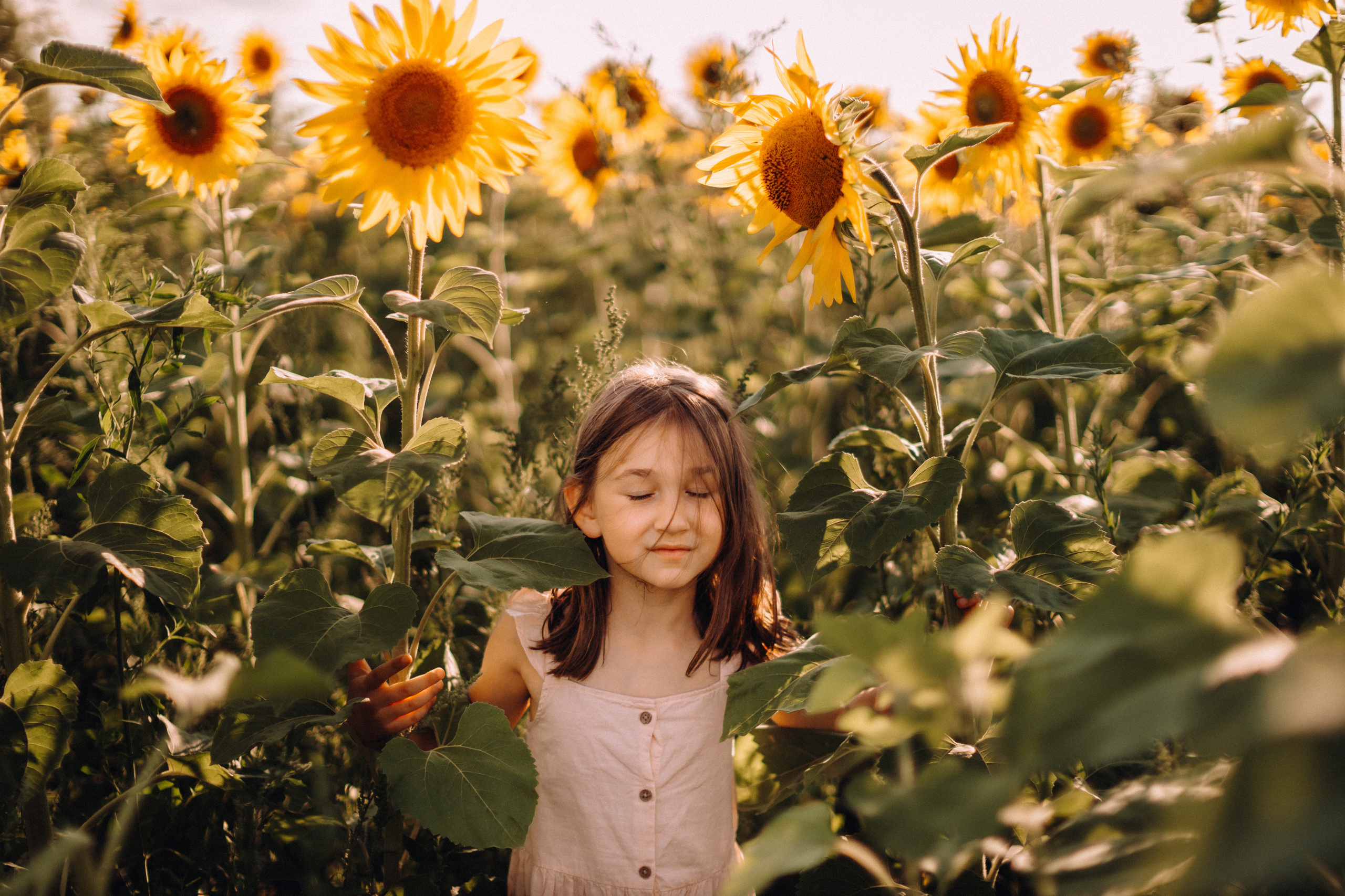 Sunflowers. Портретний і сімейний фотограф Київ