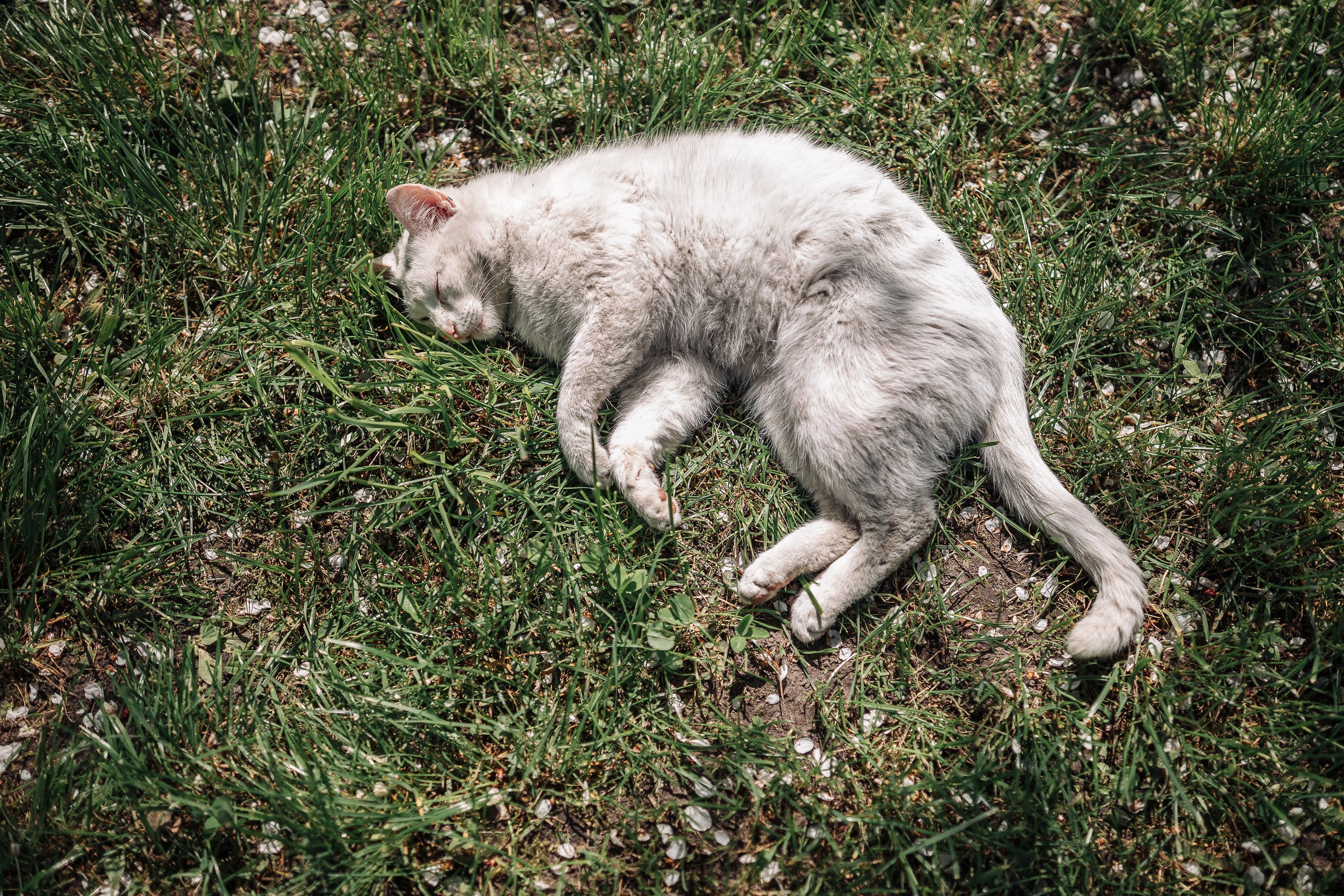 Вишиванка. Портретний і сімейний фотограф Київ