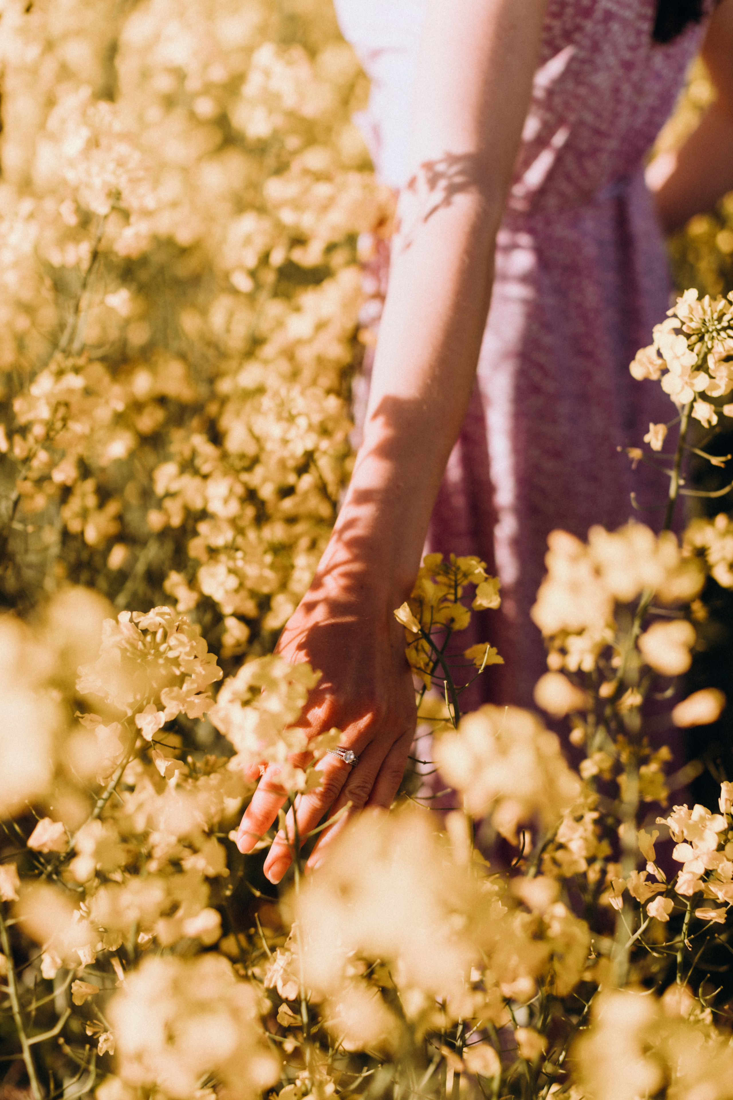 Рапсове поле. Портретний і сімейний фотограф Київ