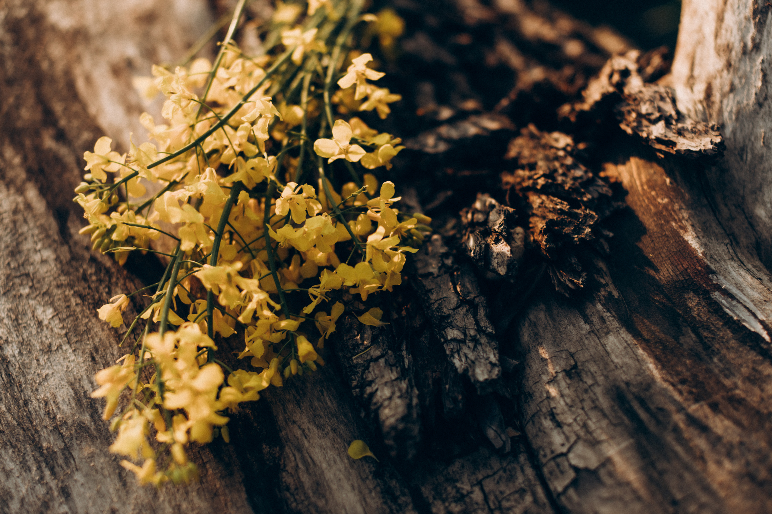 Рапсове поле. Портретний і сімейний фотограф Київ