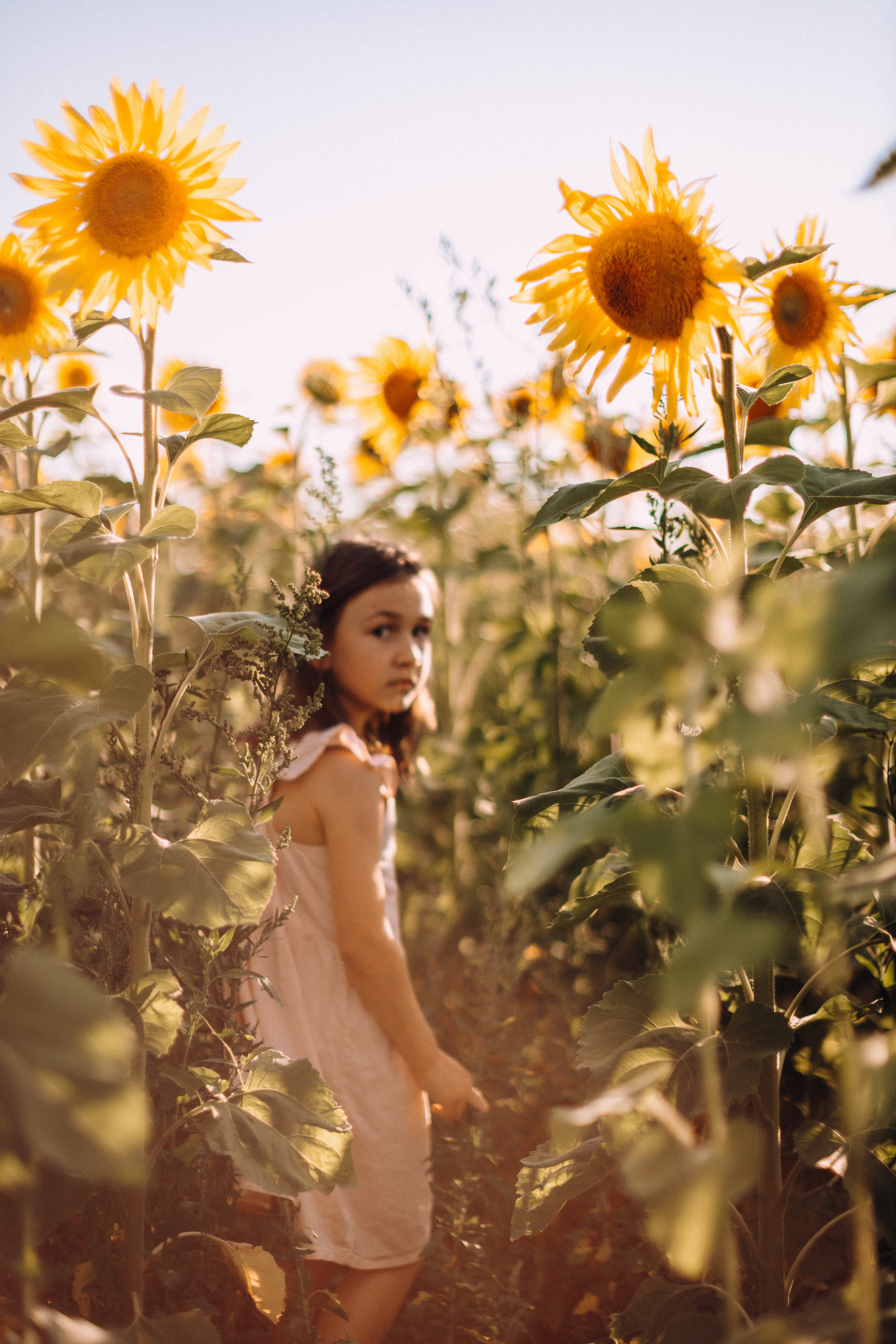 Sunflowers. Портретний і сімейний фотограф Київ