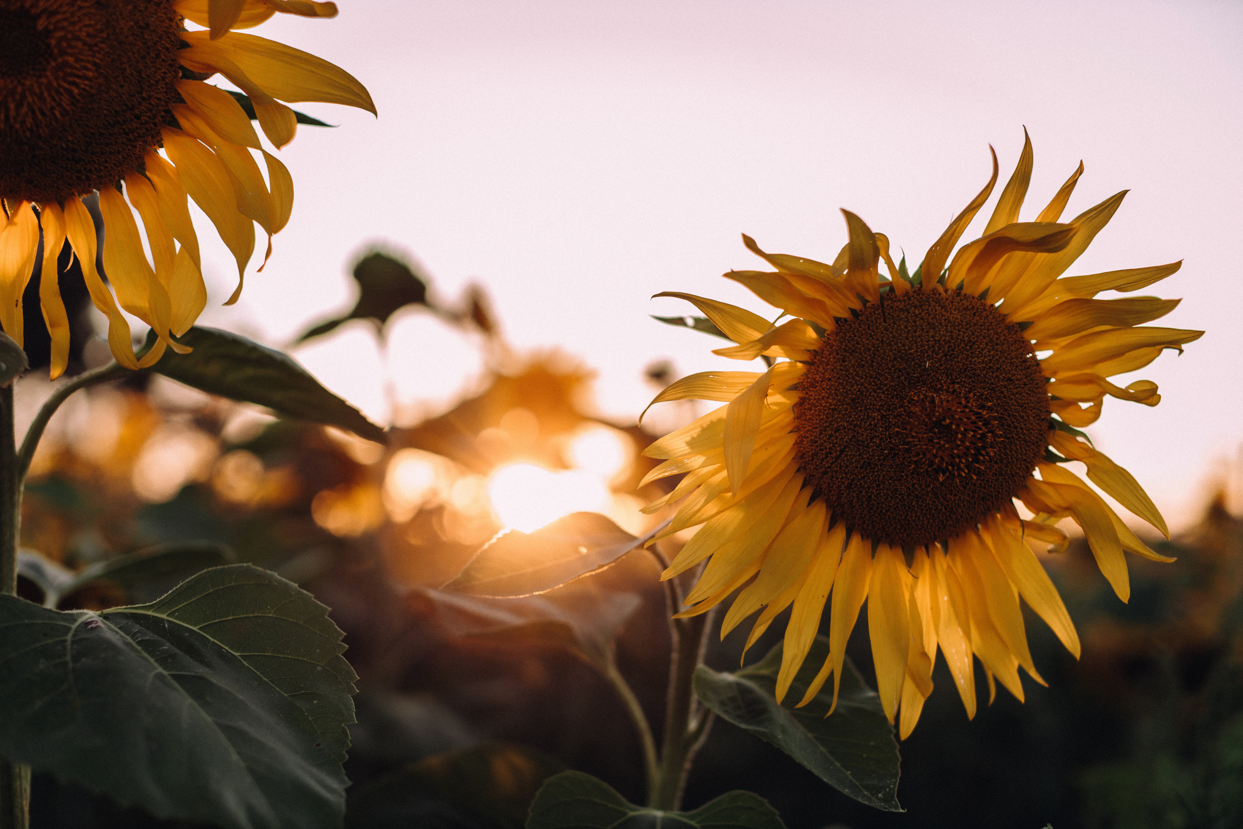 Sunflowers mummy&me. Портретний і сімейний фотограф Київ